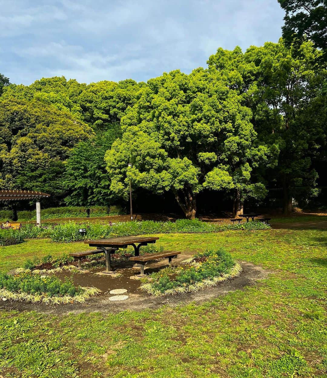 伊藤純奈のインスタグラム：「🌳」