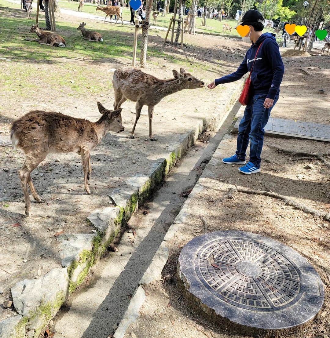 秋田くみ子さんのインスタグラム写真 - (秋田くみ子Instagram)「先週末は❇️、今年に入って約20回目のユニバへ😂 ・ この日は、お昼頃に行きましたが、待ち時間がほぼなく、たくさんアトラクションに乗れました😊🎶 ・ 次の日は、奈良公園へ🦌。奈良公園にも、凄い勢いで行っています😂 ・ 鹿さんの大移動も見れました🤗。いつ見ても、可愛いなぁ ・ そしてユニバでも奈良でも、なんと息子が2日連続ランチをご馳走してくれました❗ ・ ずっと貯めていたお小遣いだそうです ・ 「お母さん、いつもありがとう」「こちらこそ、本当にありがとう」 ・ #吉本新喜劇#大阪#ユニバ#ユニバーサル・スタジオ・ジャパン#奈良#奈良公園#鹿#癒し#息子#小学6年生#幸せ#感謝」4月19日 17時23分 - kumikoakita