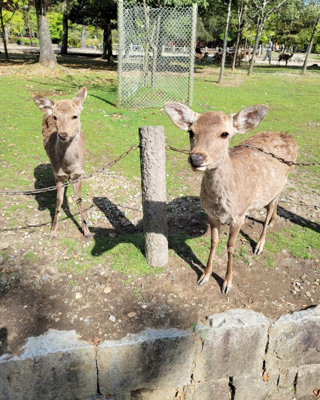 秋田くみ子さんのインスタグラム写真 - (秋田くみ子Instagram)「先週末は❇️、今年に入って約20回目のユニバへ😂 ・ この日は、お昼頃に行きましたが、待ち時間がほぼなく、たくさんアトラクションに乗れました😊🎶 ・ 次の日は、奈良公園へ🦌。奈良公園にも、凄い勢いで行っています😂 ・ 鹿さんの大移動も見れました🤗。いつ見ても、可愛いなぁ ・ そしてユニバでも奈良でも、なんと息子が2日連続ランチをご馳走してくれました❗ ・ ずっと貯めていたお小遣いだそうです ・ 「お母さん、いつもありがとう」「こちらこそ、本当にありがとう」 ・ #吉本新喜劇#大阪#ユニバ#ユニバーサル・スタジオ・ジャパン#奈良#奈良公園#鹿#癒し#息子#小学6年生#幸せ#感謝」4月19日 17時23分 - kumikoakita