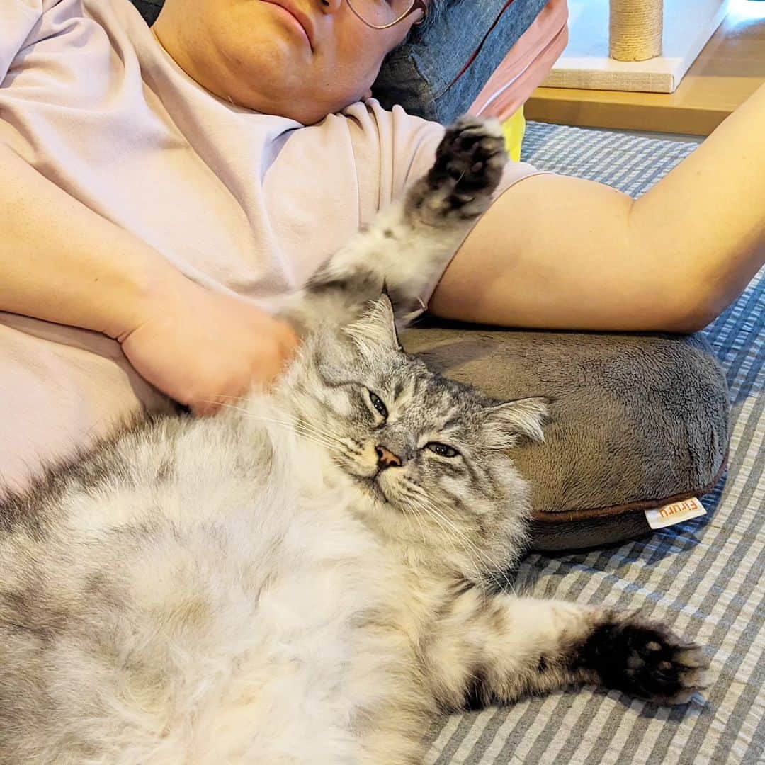 松原真琴のインスタグラム：「脇を揉まれてご満悦な猫」
