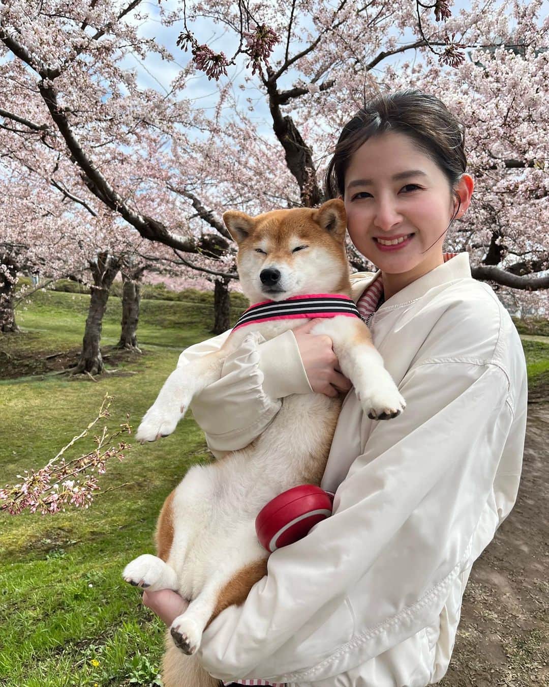 如月さえさんのインスタグラム写真 - (如月さえInstagram)「( @kisaragi_sae ) 私の推し柴犬のコウちゃんに 会いに行ってきました🥹💘 抱っこもお散歩もさせてもらって 幸せな時間を過ごせました🍀 * 東京で見れなかった桜も 五稜郭でゆっくり見れて満足🌸 お時間作っていただき ありがとうございました😌 #柴犬好き #推し活 #函館 #五稜郭」4月19日 17時42分 - kisaragi_sae