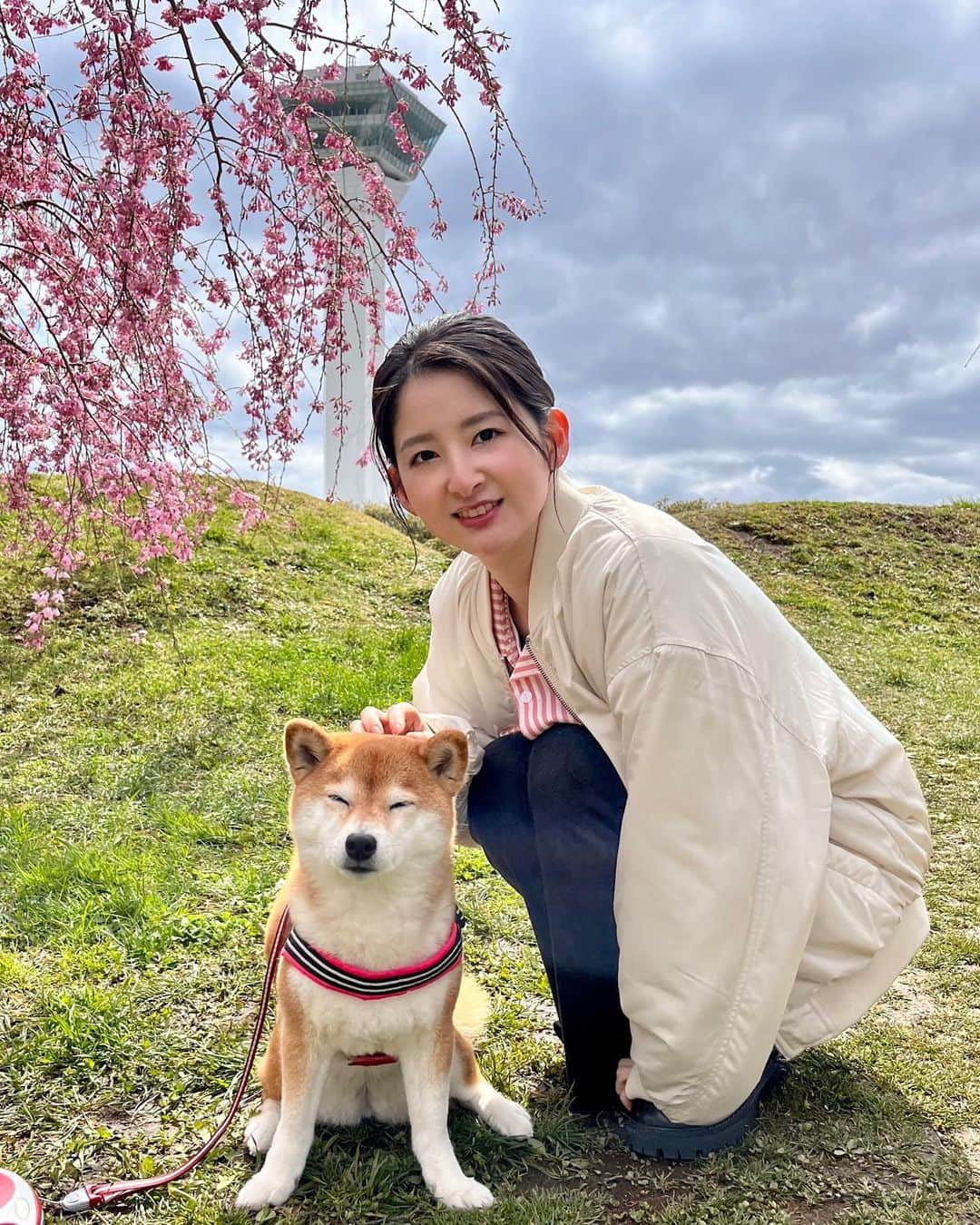 如月さえのインスタグラム：「( @kisaragi_sae ) 私の推し柴犬のコウちゃんに 会いに行ってきました🥹💘 抱っこもお散歩もさせてもらって 幸せな時間を過ごせました🍀 * 東京で見れなかった桜も 五稜郭でゆっくり見れて満足🌸 お時間作っていただき ありがとうございました😌 #柴犬好き #推し活 #函館 #五稜郭」