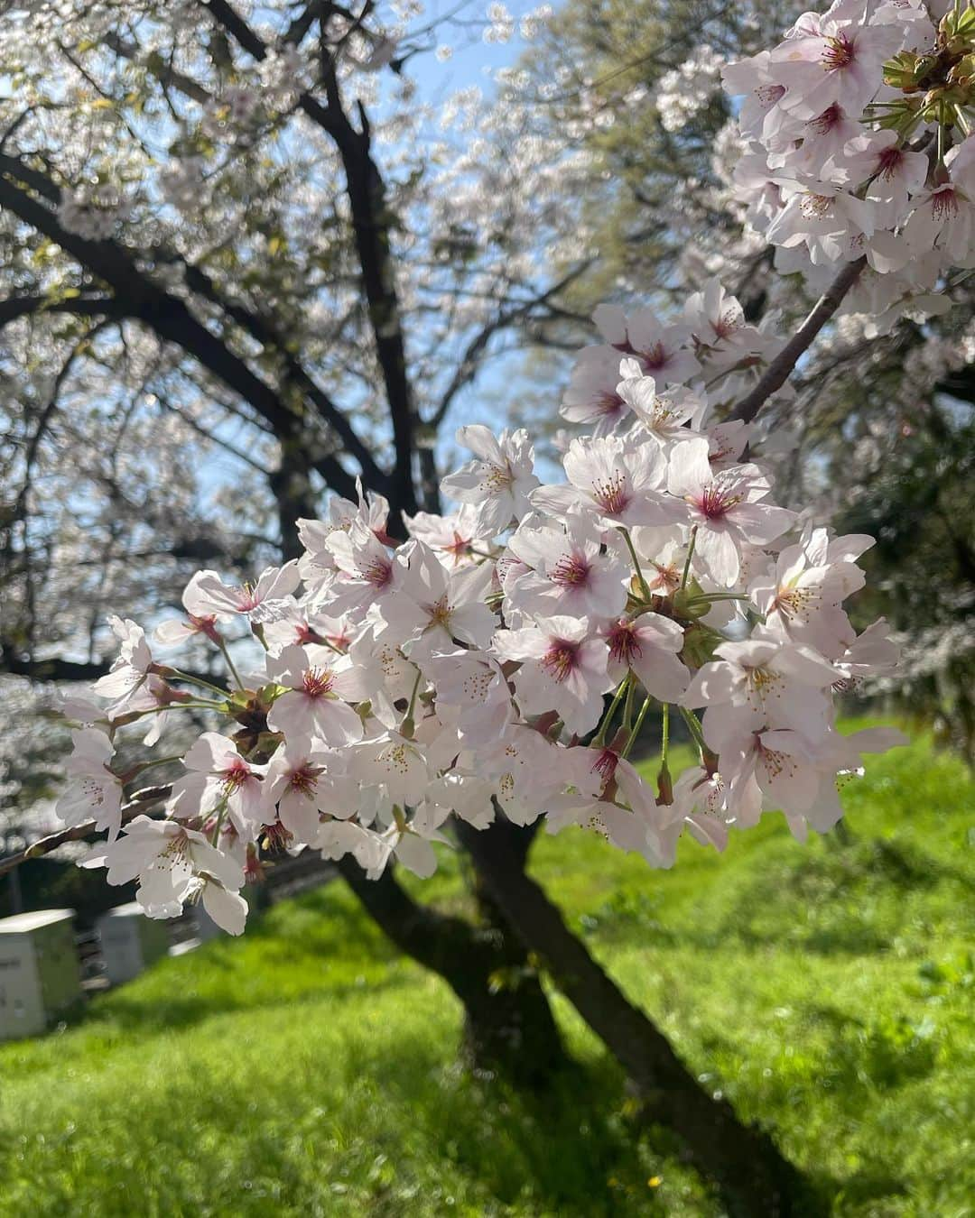 海江田麻貴さんのインスタグラム写真 - (海江田麻貴Instagram)「ㅤㅤㅤㅤㅤ  ㅤㅤㅤㅤㅤ #sakura🌸  #2023春  ㅤㅤㅤㅤㅤ 満開、夜桜、桜吹雪、葉桜まで、☘️ 今年はお仕事で色んな桜を見られて幸せすぎました🌸🤍  ㅤㅤㅤㅤㅤ 散り際の桜の美しさに気づいた2023春ですた🥹🌸✨  ㅤㅤㅤㅤㅤ  ㅤㅤㅤㅤㅤ  #大和郡山 #大和郡山市 #大和郡山お城まつり #お城まつり #桜スポット #桜満開 #満開 #cherryblossom #cherryblossoms #花見 #リポーター #タレント #japanesegirl #日本女孩」4月19日 17時44分 - _makiii0924_