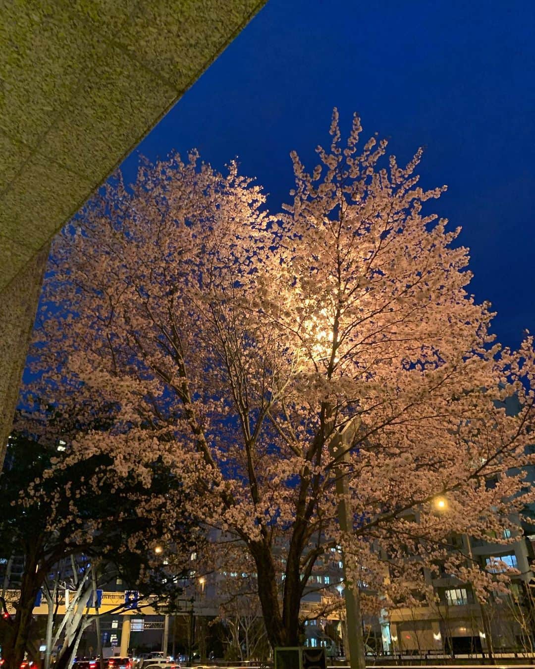 ホテルモントレエーデルホフ札幌ブライダルさんのインスタグラム写真 - (ホテルモントレエーデルホフ札幌ブライダルInstagram)「ホテルの正面の桜の木が見頃を迎えてます🌸 日中の桜も素敵ですがライトアップされた夜桜は日本人で良かったと改めて実感！！ もちろん桜とウェディングの相性もピッタリ 🌸桜ロケーションフォトしてます♪ 北海道の短い桜のシーズンに晴れ姿の思い出を残しませんか📸  まだまだ寒いですが、桜フォトで撮影できるのは、 4月後半〜5月中旬の限られたこの時期だけ！ (桜開花のタイミングに伴い撮影時期は変動致します)  一年にほんのわずかな桜の時期。  撮影時期が短かく人気の桜フォトプランの為 お枠に限りがあります。ご予約はお早めに！ ※桜の時期の土日はお花見の人たちも多いので 　平日の撮影が断然おすすめです。  【プラン内容】 ◆衣装　新郎１点・新婦１点(美容着付込) ◆中島公園での撮影料 ◆ホテル　⇔  中島公園間の往復移動費 ◆写真データ　40カット  洋装プラン　185,000円(税込203,500円) 和装プラン　216,000円(税込237,600円)  #フォトウェディング#結婚式前撮り#2023wedding#桜前撮り#桜フォト#春ウェディング#前撮り札幌#ブライダルフォト#フォト婚#中島公園の桜#中島公園#桜 #桜ウェディング #モントレウェディング #モントレ花嫁 #結婚式  #美しい写真 #素敵な写真  #花嫁会 #ナチュラルウェディング #フォトジェニック #理想の結婚式  #インスタ映え #marry花嫁 #marryxoxo #hotelmonterey #wedding  #photography #weddingphotography」4月19日 17時48分 - edel_hotelmonterey