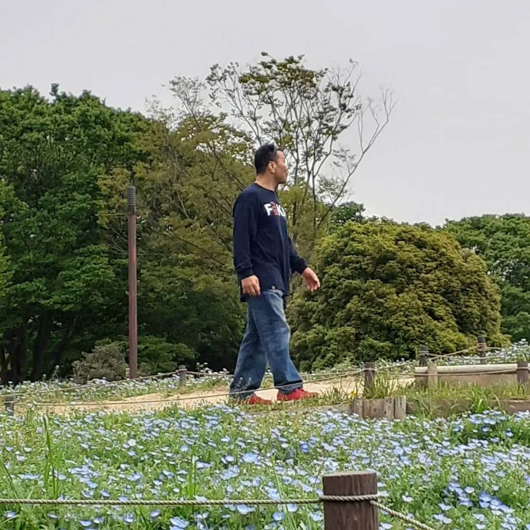 金原弘光のインスタグラム：「先日、はじめて昭和記念公園に行って来たよ🎵  ネモフィラとチューリップ🌷と菜の花はいっぱい咲いててステキでした😃  #昭和記念公園  #ネモフィラ」