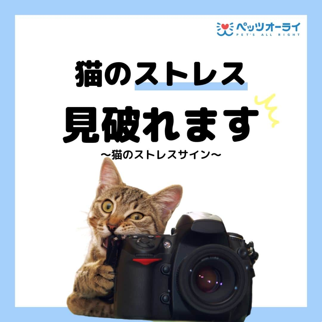 PET'S ALL RIGHT 【公式】のインスタグラム：「@pets_all_right👈他の投稿はこちらから！  ＜猫のストレスサイン＞  猫がストレスを抱える原因はたくさんあります。今回ご紹介したこと以外にも、同居している別種の動物がいたり、多頭飼いをしているなど色々な要因が考えられます。このような場合には、一定の距離を保ったスペースを作ってあげることが大切です。  ---  💎自己紹介  ⭐️ペットとの生活における豆知識 ⭐️私、僕たちのわんちゃんねこちゃん ⭐️獣医師、トレーナーによるアドバイス  などをご紹介しています  「この情報役に立つ！」 「私・僕たちのわんちゃんねこちゃんを紹介してほしい！」  と思ったそこのあなた！！  いいね・コメント・保存・フォローお待ちしております🔥  他にもいろいろ役立つ情報やかわいいわんちゃんねこちゃんを ご紹介しているので、プロフィールからチェックしてみてね！！  @pets_all_right  姉妹アカウントWan!Passでは ワンちゃんとのお出かけ・旅行情報を発信中🚗³₃ @wanpass2022  ---  #ペッツオーライ #ペット #猫 #ねこ #ネコ #子猫 #ねこすたぐらむ #にゃんこ #にゃんすたぐらむ #ふわもこ部 #ねこ部 #ねこのきもち #ねこのいる暮らし #猫好きさんと繋がりたい #ねこのいる生活 #猫と暮らす #猫大好き #ねこあつめ #にゃんだふるらいふ #猫バカ部 #catstagram #ねこあつめ #petstagram #instacat #猫がいる生活 #猫スタグラム #猫好きな人と繋がりたい #ねこと暮らす #ねことの暮らし」