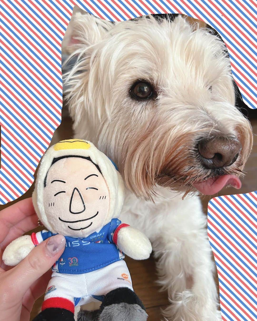 のインスタグラム：「🐶꒰૮o̴̶̷̤ ̫ o̴̶̷̤ ა꒱🖤  リヨンちゃん元気になりました❤️‍🔥  皆様の優しいご心配頂きありがとうございました( >﹏< *)  原因は、わんこが空腹時に嘔吐する黄色い胃液みたいなものがありまして……家族全員が仕事でお留守番が長かった時に嘔吐しその胃液と食べカスのようなものが鼻に入ってしまい、全身麻酔をかけて内視鏡で取り除きました。  運がよく全身麻酔時に筋肉が緩みその時にすぐに落ちたみたいで…… 全身麻酔はリヨンは13歳の事もありとても心配でしたが…… すぐに目覚めたようで、起きてからも元気いっぱいになってくれました🥹❤️‍🔥 本当に本当に良かった😭  その後のストレスからお腹を下してしまったのはありますが今はとても元気にしております🥹❤️❤️❤️  本当に本当に良かった😭！！！  本当に私にとって大切な家族であり、自分の娘だと思ってるし、本当にみらんを形成するにあたって無くてはならない存在。  リヨンが元気だからこそ自分も元気でいれます……🥲❤️❤️❤️  これからも、ずっとずっーと、一緒に元気に健康に幸せに暮らしていこうね🐶🤍🤍🤍🤍   #ウエストハイランドホワイトテリア  #ウエスティ  #ウエスティー  #わんこのいる生活  #わんこ  #わんこ部  #いぬすたぐらむ  #わんこ大好き  #わんちゃん  #westhighlandwhiteterrier  #リヨン  #りっちゃん」
