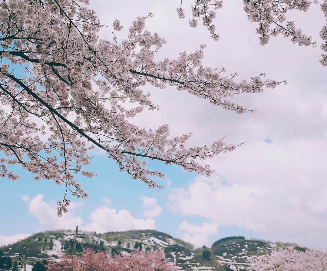yukiさんのインスタグラム写真 - (yukiInstagram)「#桜 #山古志 #桜スポット  ・ ・ 『桜咲く季節に…』 The scenery we have seen Another story  ・ ・ __________________________ 日々の撮影記事やコラム更新中！ ・・・・・・・・・・・・・・・ ◉FAN限定サイト◉ https://www.fansnet.jp/sty830 __________________________  #instagram #instagramjapan #bestjapanpics #wonderful_places #hello_worldpics #earthfocus #earthofficial #beautifuldestinations #fantastic_earth #travelanddestinations  #awesomepix #visualambassadors #earthpix #visitjapanjp #travelingthroughtheworld #artofvisuals #bestplacestogo #discoverer #welivetoexplore #tokyocameraclub」4月19日 18時10分 - sty830