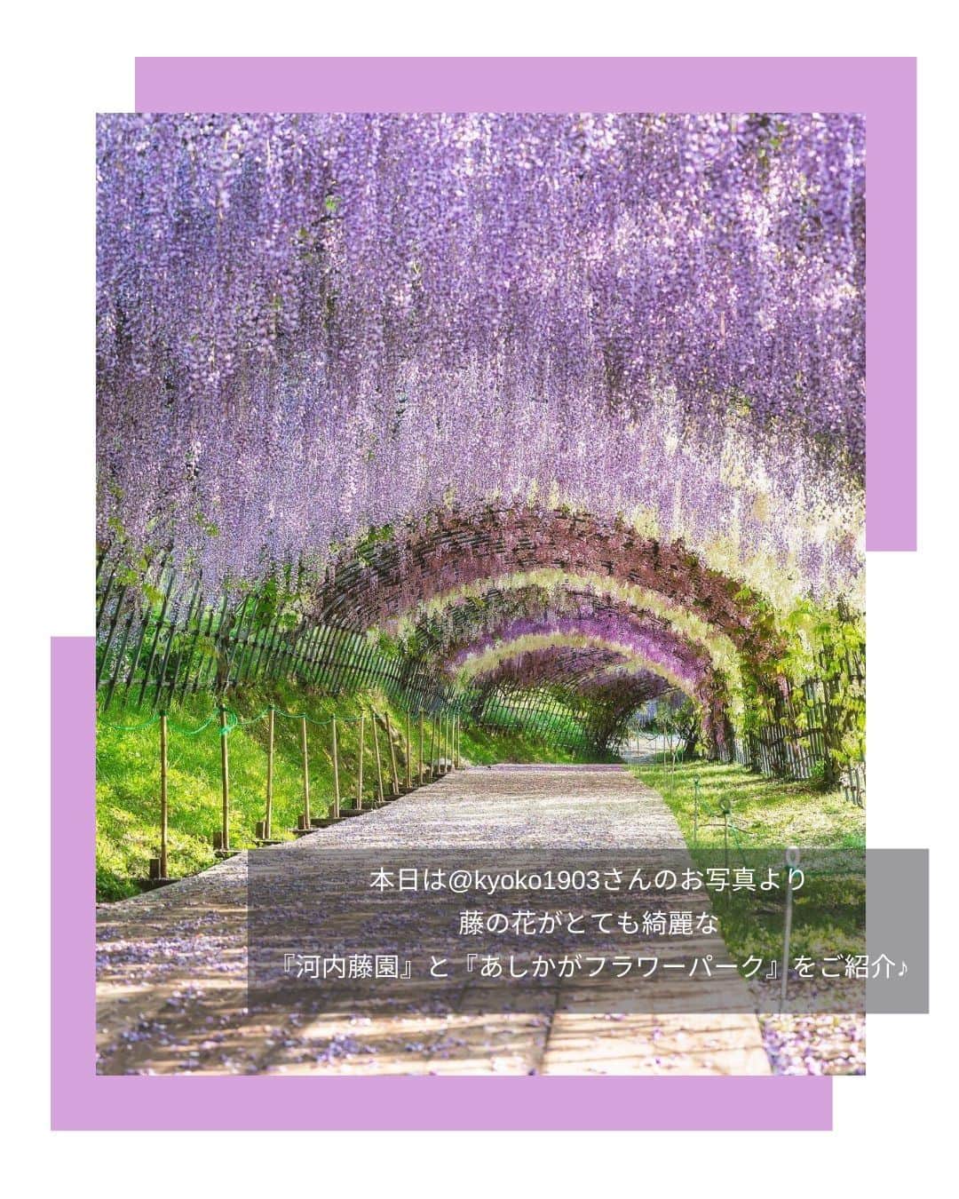 タビジョさんのインスタグラム写真 - (タビジョInstagram)「他のスポットはここから👉@tabi_jyo  『河内藤園』『あしかがフラワーパーク』 本日の #タビジョ は ／ @kyoko1903 さんの投稿をシェア💛💙 ＼  ☻︎☻︎✈︎✈︎✈︎✈︎✈︎✈︎✈︎✈︎✈︎✈︎☻︎☻︎  福岡県にある『河内藤園』と、 栃木県の『あしかがフラワーパーク』では 藤の花が見頃を迎えとっても綺麗です💜 春はいろんなお花が咲いて カラフルでかわいいですね🥰💐  ☻︎☻︎✈︎✈︎✈︎✈︎✈︎✈︎✈︎✈︎✈︎✈︎☻︎☻︎  @tabi_jyo アカウントでは旅先の新たな魅力を発信中✨ スポットや写真の撮り方の参考におすすめ💛 レポーター募集などはアカウントから配信しているよ👭 気になる方はフォローしてね🌈  #タビジョ #旅行 #tabijyo #国内旅行 #tabijyomap_japan #福岡県 #河内藤園 #栃木県 #あしかがフラワーパーク #福岡旅行 #九州旅行 #栃木旅行 #関東旅行 #藤の花 #藤の花トンネル #藤棚」4月19日 18時20分 - tabi_jyo