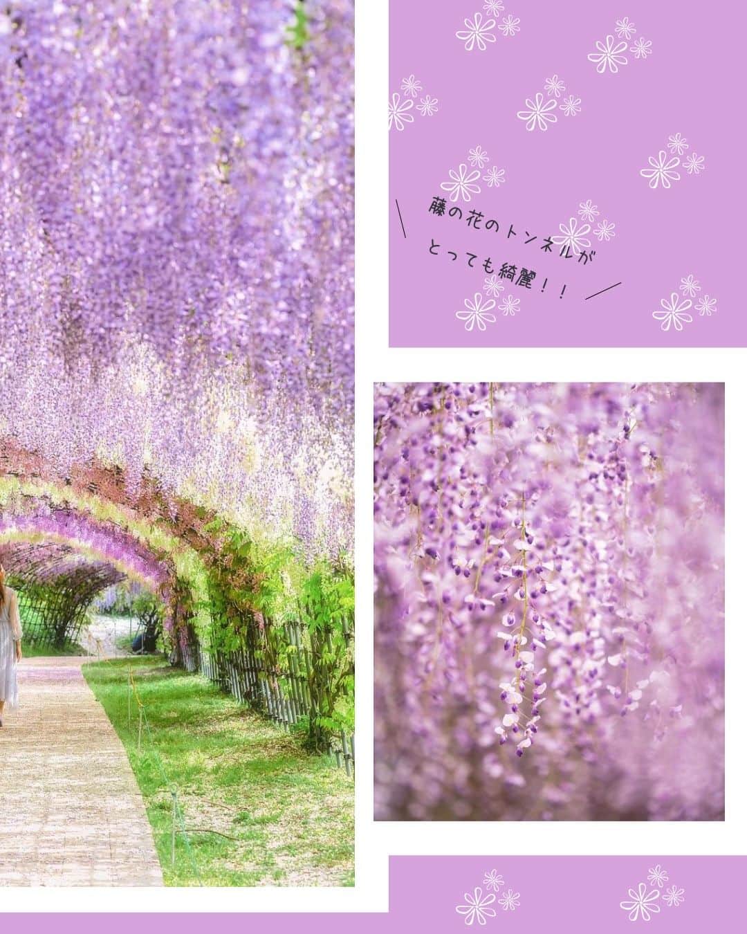 タビジョさんのインスタグラム写真 - (タビジョInstagram)「他のスポットはここから👉@tabi_jyo  『河内藤園』『あしかがフラワーパーク』 本日の #タビジョ は ／ @kyoko1903 さんの投稿をシェア💛💙 ＼  ☻︎☻︎✈︎✈︎✈︎✈︎✈︎✈︎✈︎✈︎✈︎✈︎☻︎☻︎  福岡県にある『河内藤園』と、 栃木県の『あしかがフラワーパーク』では 藤の花が見頃を迎えとっても綺麗です💜 春はいろんなお花が咲いて カラフルでかわいいですね🥰💐  ☻︎☻︎✈︎✈︎✈︎✈︎✈︎✈︎✈︎✈︎✈︎✈︎☻︎☻︎  @tabi_jyo アカウントでは旅先の新たな魅力を発信中✨ スポットや写真の撮り方の参考におすすめ💛 レポーター募集などはアカウントから配信しているよ👭 気になる方はフォローしてね🌈  #タビジョ #旅行 #tabijyo #国内旅行 #tabijyomap_japan #福岡県 #河内藤園 #栃木県 #あしかがフラワーパーク #福岡旅行 #九州旅行 #栃木旅行 #関東旅行 #藤の花 #藤の花トンネル #藤棚」4月19日 18時20分 - tabi_jyo