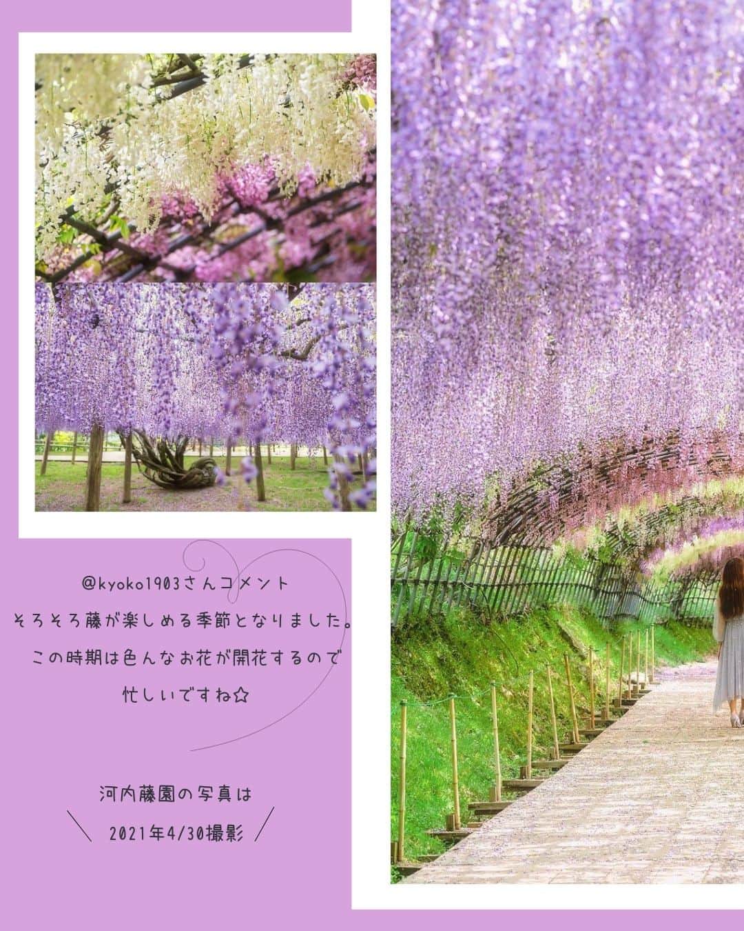 タビジョさんのインスタグラム写真 - (タビジョInstagram)「他のスポットはここから👉@tabi_jyo  『河内藤園』『あしかがフラワーパーク』 本日の #タビジョ は ／ @kyoko1903 さんの投稿をシェア💛💙 ＼  ☻︎☻︎✈︎✈︎✈︎✈︎✈︎✈︎✈︎✈︎✈︎✈︎☻︎☻︎  福岡県にある『河内藤園』と、 栃木県の『あしかがフラワーパーク』では 藤の花が見頃を迎えとっても綺麗です💜 春はいろんなお花が咲いて カラフルでかわいいですね🥰💐  ☻︎☻︎✈︎✈︎✈︎✈︎✈︎✈︎✈︎✈︎✈︎✈︎☻︎☻︎  @tabi_jyo アカウントでは旅先の新たな魅力を発信中✨ スポットや写真の撮り方の参考におすすめ💛 レポーター募集などはアカウントから配信しているよ👭 気になる方はフォローしてね🌈  #タビジョ #旅行 #tabijyo #国内旅行 #tabijyomap_japan #福岡県 #河内藤園 #栃木県 #あしかがフラワーパーク #福岡旅行 #九州旅行 #栃木旅行 #関東旅行 #藤の花 #藤の花トンネル #藤棚」4月19日 18時20分 - tabi_jyo
