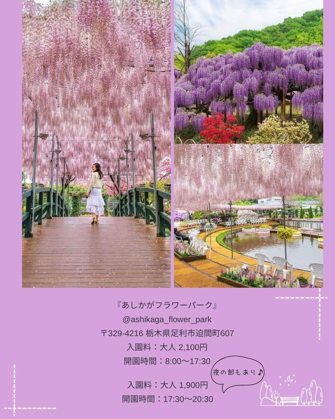 タビジョさんのインスタグラム写真 - (タビジョInstagram)「他のスポットはここから👉@tabi_jyo  『河内藤園』『あしかがフラワーパーク』 本日の #タビジョ は ／ @kyoko1903 さんの投稿をシェア💛💙 ＼  ☻︎☻︎✈︎✈︎✈︎✈︎✈︎✈︎✈︎✈︎✈︎✈︎☻︎☻︎  福岡県にある『河内藤園』と、 栃木県の『あしかがフラワーパーク』では 藤の花が見頃を迎えとっても綺麗です💜 春はいろんなお花が咲いて カラフルでかわいいですね🥰💐  ☻︎☻︎✈︎✈︎✈︎✈︎✈︎✈︎✈︎✈︎✈︎✈︎☻︎☻︎  @tabi_jyo アカウントでは旅先の新たな魅力を発信中✨ スポットや写真の撮り方の参考におすすめ💛 レポーター募集などはアカウントから配信しているよ👭 気になる方はフォローしてね🌈  #タビジョ #旅行 #tabijyo #国内旅行 #tabijyomap_japan #福岡県 #河内藤園 #栃木県 #あしかがフラワーパーク #福岡旅行 #九州旅行 #栃木旅行 #関東旅行 #藤の花 #藤の花トンネル #藤棚」4月19日 18時20分 - tabi_jyo