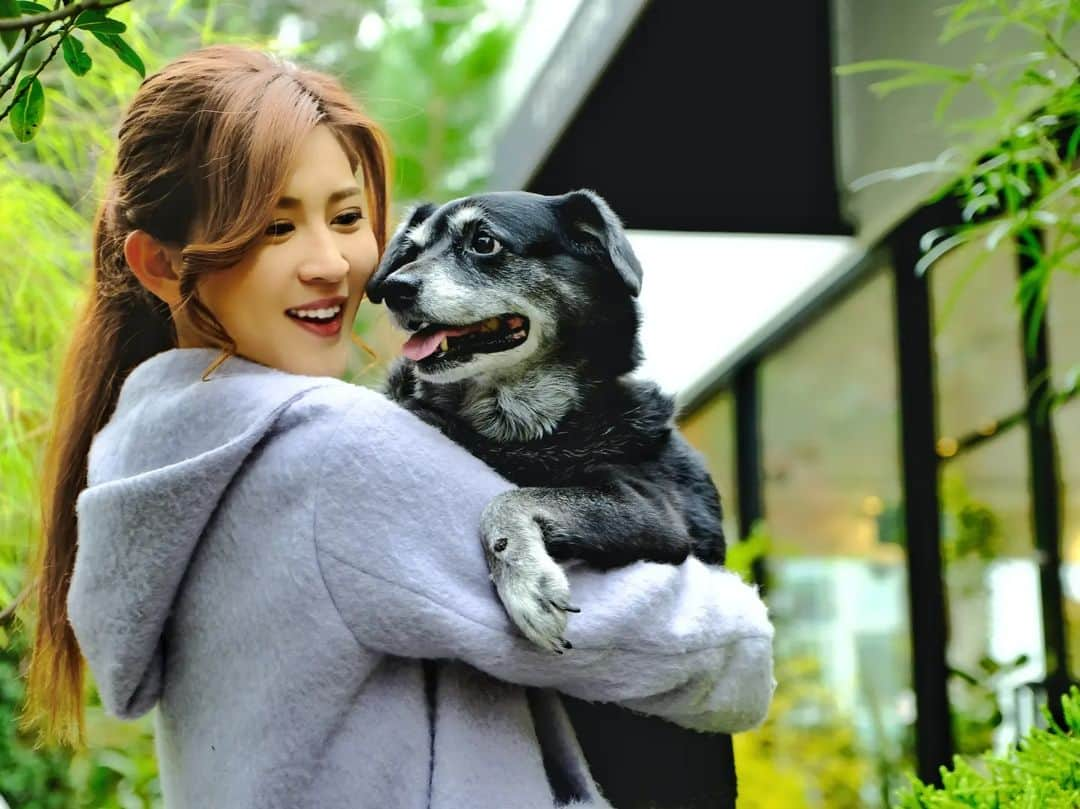 Hairmake Shinoさんのインスタグラム写真 - (Hairmake ShinoInstagram)「𝓒𝓱𝓲𝓮𝓷 𝓭𝓮 𝓬𝓸𝓶𝓹𝓪𝓰𝓷𝓲𝓮 𝓑𝓮𝓵𝓵𝓮🐕️💓  近しい方にはお話ししていましたが、愛犬のBelleが昨年の夏の終わりから約半年  加齢と夏バテが重なり脱水症状を起こし、半月持つか分からないという状況でした。  ここに残すかはとても迷ったけど、Belleはたくさんの人に愛され、遊んでもらったことにきっと全力でしっぽを振って 「ありがとう」と「またおやつちょーだーい」っていっている気がするので、いろんな時間を共有した一部の写真と共に投稿します🌸  この投稿内容や写真について不快に思われる方はご遠慮頂ければ幸いです𓈒𓂂𓏸  𓂃𓈒𓏸𓂃◌𓈒𓐍𓂃𓈒𓏸𓂃◌𓈒𓐍  夏の終わりに脱水症状を起こし急な体調悪化から、自立歩行は難しくなり、自由に動けない日々が続きました。  朝まで寝ない日もあれば、 一時間おきに寝て、起きてを繰り返したり、  そうかと思ったら22時に寝て深夜2時に起きて運動会がはじまったり、  思い通りに動くことが出来ないから昼夜問わず呼びつけ、離れると文句の嵐(笑)  こんなにお話しする子だった?🤣😂🤗🫠🙄🫣 と思うくらい毎日一生懸命お喋りして、身体を支えてもらってクルクルまわってみたり、上手くいかないと怪獣になってみたり🦖😯😵‍💫  体温調整が難しく真冬でも暑がったので、一緒に過ごしていた部屋は常に24度の冷房! それも強風、直風設定🥶🥶Ww それでも熱がこもるから身体の下には氷枕までして🧊  １日のサイクルは白目むきそうなくらい無茶苦茶を極めました😂🥹  それでも最後はできるかぎり一緒にいる時間をとろうと思い、仕事もプライベートも、Belleとの時間を中心に調整して、寝るときも一緒👭  体調悪化の要因は慢性腎炎と加齢による体内の水分量不足、脱水症状が大きな要因だったことから、症状をできるだけ押さえるために、毎日補水液を直接背中から点滴しました。  今まで散々獣医さんに痩せようね❣️って言われていたのに、ここにきておでぶちゃんだったことが幸いで、余った部分がたっぷりあるから、毎日の皮下注射も痛みもほとんどなかったそう…😂🐷  「おデブで幸いでした💓痩せてるこだったら痛みがあるから自宅での療養は難しかったとおもいます👩‍⚕️」と言われた時は、家族みんな爆笑!  家族みんなで過ごすことができた肥満に感謝🐷💓(笑)  ちなみにどのくらいおデブだったかというと…  昨年夏までは約20㎏!  そこから13㎏にdiet! (痩せすぎたように感じますが、実はこれが本来の適正体重(笑)いいお手本ではないけど、結果良かったという、、体調をくずしてやっと普通のsize…🥲🙄)  ９月末、最後の一週間をすごせるかどうかというところから、食いしん坊の意地を見せ、Xmasケーキを一緒にたべて、お正月料理を食べ、 3月22日  17才になってバースデーケーキを食べ🎂(笑) ※もちろん普通のご飯も、おやつも、果物やサツマイモまでしっかり😋  🌸🌸🌸 桜満開の中お花見しながら、またおやつをたべて(桜には一つも興味がなかった典型的な花より団子派)  高齢に体調悪化に弱っているのに、犬から違うものに進化していたような日々🐶  𓂃◌𓈒𓐍𓂃𓈒𓏸𓂃◌𓈒𓐍𓂃𓈒𓏸𓂃◌𓈒𓐍  食べるタイミング逃していた鹿肉ステーキを食べ、大好きなおやつを何種類も堪能し、準備万端ととのったのか…  4月11日、初めて合った日と同じように抱っこして、家族が側にいることを確認しながら、最後の最後までしっぽをふって、腕の中で静かに旅立っていきました🕊️✨  この日は犬が大好きだった祖母の命日。  私が幼い頃１人でいる時や幼稚園のお迎えに母がこれない時は、いつもお土産を沢山持ってとんできてくれた祖母。  Belleが寂しくないように、どっかで迷わないように、おやつをたくさんもって迎えにきてくれたみたい✨  犬の17才という年は、人間の年にしておよそ120才!大往生!  付きっきりな介護は大変なことも多かったけれど、今までにない表情や行動をたくさん見せてくれる１日１日が 本当に愛おしい時間でした✨  17年間溢れでてくるたくさんの楽しい時間をありがとう✨  祖母と先輩わんこたちとあっちこっち遊びに行って、好きなだけ食べたいもの食べてね💓  𓂃𓈒𓏸𓂃◌𓈒𓐍𓂃𓈒𓏸𓂃◌𓈒𓐍𓂃𓈒𓏸  火葬の日は雨予報だったけど、ずっといいお天気☀️  帰りの車に乗ったら雨が振り出し帰宅しながら洗車!  自宅近くなってからは、虹の架け橋でみんなに「ありがとう」の演出までしていきました🌈  またいつか一緒に遊ぼうね✨  I think dogs are the most amazing creatures; they give unconditional love❣️For me, they are the role model for being alive🐕️💓  @bellenkochan #Belle  #doglife #犬のいる生活  #コンパニオンアニマル」4月19日 18時26分 - hairmakeshino