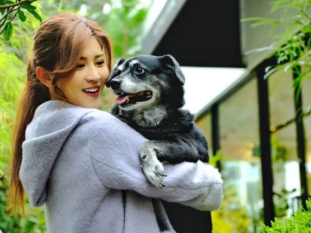 Hairmake Shinoのインスタグラム：「𝓒𝓱𝓲𝓮𝓷 𝓭𝓮 𝓬𝓸𝓶𝓹𝓪𝓰𝓷𝓲𝓮 𝓑𝓮𝓵𝓵𝓮🐕️💓  近しい方にはお話ししていましたが、愛犬のBelleが昨年の夏の終わりから約半年  加齢と夏バテが重なり脱水症状を起こし、半月持つか分からないという状況でした。  ここに残すかはとても迷ったけど、Belleはたくさんの人に愛され、遊んでもらったことにきっと全力でしっぽを振って 「ありがとう」と「またおやつちょーだーい」っていっている気がするので、いろんな時間を共有した一部の写真と共に投稿します🌸  この投稿内容や写真について不快に思われる方はご遠慮頂ければ幸いです𓈒𓂂𓏸  𓂃𓈒𓏸𓂃◌𓈒𓐍𓂃𓈒𓏸𓂃◌𓈒𓐍  夏の終わりに脱水症状を起こし急な体調悪化から、自立歩行は難しくなり、自由に動けない日々が続きました。  朝まで寝ない日もあれば、 一時間おきに寝て、起きてを繰り返したり、  そうかと思ったら22時に寝て深夜2時に起きて運動会がはじまったり、  思い通りに動くことが出来ないから昼夜問わず呼びつけ、離れると文句の嵐(笑)  こんなにお話しする子だった?🤣😂🤗🫠🙄🫣 と思うくらい毎日一生懸命お喋りして、身体を支えてもらってクルクルまわってみたり、上手くいかないと怪獣になってみたり🦖😯😵‍💫  体温調整が難しく真冬でも暑がったので、一緒に過ごしていた部屋は常に24度の冷房! それも強風、直風設定🥶🥶Ww それでも熱がこもるから身体の下には氷枕までして🧊  １日のサイクルは白目むきそうなくらい無茶苦茶を極めました😂🥹  それでも最後はできるかぎり一緒にいる時間をとろうと思い、仕事もプライベートも、Belleとの時間を中心に調整して、寝るときも一緒👭  体調悪化の要因は慢性腎炎と加齢による体内の水分量不足、脱水症状が大きな要因だったことから、症状をできるだけ押さえるために、毎日補水液を直接背中から点滴しました。  今まで散々獣医さんに痩せようね❣️って言われていたのに、ここにきておでぶちゃんだったことが幸いで、余った部分がたっぷりあるから、毎日の皮下注射も痛みもほとんどなかったそう…😂🐷  「おデブで幸いでした💓痩せてるこだったら痛みがあるから自宅での療養は難しかったとおもいます👩‍⚕️」と言われた時は、家族みんな爆笑!  家族みんなで過ごすことができた肥満に感謝🐷💓(笑)  ちなみにどのくらいおデブだったかというと…  昨年夏までは約20㎏!  そこから13㎏にdiet! (痩せすぎたように感じますが、実はこれが本来の適正体重(笑)いいお手本ではないけど、結果良かったという、、体調をくずしてやっと普通のsize…🥲🙄)  ９月末、最後の一週間をすごせるかどうかというところから、食いしん坊の意地を見せ、Xmasケーキを一緒にたべて、お正月料理を食べ、 3月22日  17才になってバースデーケーキを食べ🎂(笑) ※もちろん普通のご飯も、おやつも、果物やサツマイモまでしっかり😋  🌸🌸🌸 桜満開の中お花見しながら、またおやつをたべて(桜には一つも興味がなかった典型的な花より団子派)  高齢に体調悪化に弱っているのに、犬から違うものに進化していたような日々🐶  𓂃◌𓈒𓐍𓂃𓈒𓏸𓂃◌𓈒𓐍𓂃𓈒𓏸𓂃◌𓈒𓐍  食べるタイミング逃していた鹿肉ステーキを食べ、大好きなおやつを何種類も堪能し、準備万端ととのったのか…  4月11日、初めて合った日と同じように抱っこして、家族が側にいることを確認しながら、最後の最後までしっぽをふって、腕の中で静かに旅立っていきました🕊️✨  この日は犬が大好きだった祖母の命日。  私が幼い頃１人でいる時や幼稚園のお迎えに母がこれない時は、いつもお土産を沢山持ってとんできてくれた祖母。  Belleが寂しくないように、どっかで迷わないように、おやつをたくさんもって迎えにきてくれたみたい✨  犬の17才という年は、人間の年にしておよそ120才!大往生!  付きっきりな介護は大変なことも多かったけれど、今までにない表情や行動をたくさん見せてくれる１日１日が 本当に愛おしい時間でした✨  17年間溢れでてくるたくさんの楽しい時間をありがとう✨  祖母と先輩わんこたちとあっちこっち遊びに行って、好きなだけ食べたいもの食べてね💓  𓂃𓈒𓏸𓂃◌𓈒𓐍𓂃𓈒𓏸𓂃◌𓈒𓐍𓂃𓈒𓏸  火葬の日は雨予報だったけど、ずっといいお天気☀️  帰りの車に乗ったら雨が振り出し帰宅しながら洗車!  自宅近くなってからは、虹の架け橋でみんなに「ありがとう」の演出までしていきました🌈  またいつか一緒に遊ぼうね✨  I think dogs are the most amazing creatures; they give unconditional love❣️For me, they are the role model for being alive🐕️💓  @bellenkochan #Belle  #doglife #犬のいる生活  #コンパニオンアニマル」