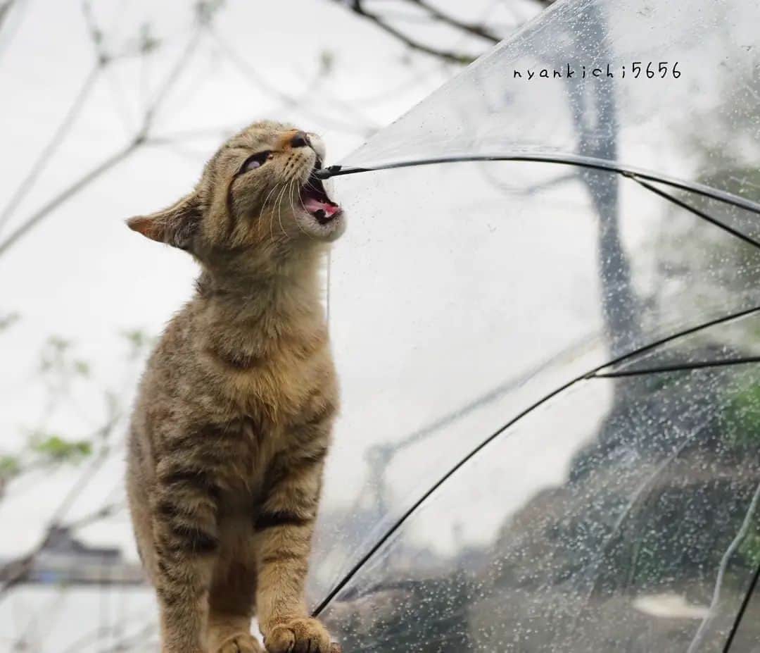 のインスタグラム：「とりま噛じる  #のらねこ部 すず #om_system_jp #om写真投稿 #桜 #猫部#nekoclub#แมว#icu_japan #igersjp#猫 #にゃんすたぐらむ#ig_catsclub #cats#ファインダー越しの私の世界 #catsofinstagram #gatto#catloversclub#bnw_catalonia  #東京カメラ部#icu_japan#cute #catstagram#広がり同盟 #bestcatclub #gallery_legit #写真を止めるな#love_bestjapan #lovers_nippon  #team_jp #고양이#にゃんすたぐらむ #art_of_japan」