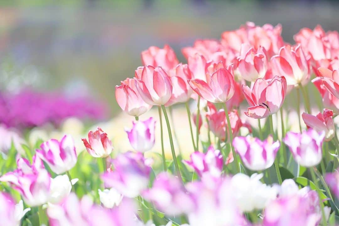 kiccyomuのインスタグラム：「☀️ 2023.04.19 Wed #昭和記念公園  #チューリップ 🌷 もう終わっちゃったかな？  時間が経つのが早いネ というか… ぼ〜っと生きてんじゃね〜よ って、チコちゃんに 言われそう😅  location #東京 ❣️ 📷撮影 2023年4月9日  #skkフォトコン2023春  #my_eos_photo Camera : EOS R5 Lens : RF135mm F1.8L IS USM」