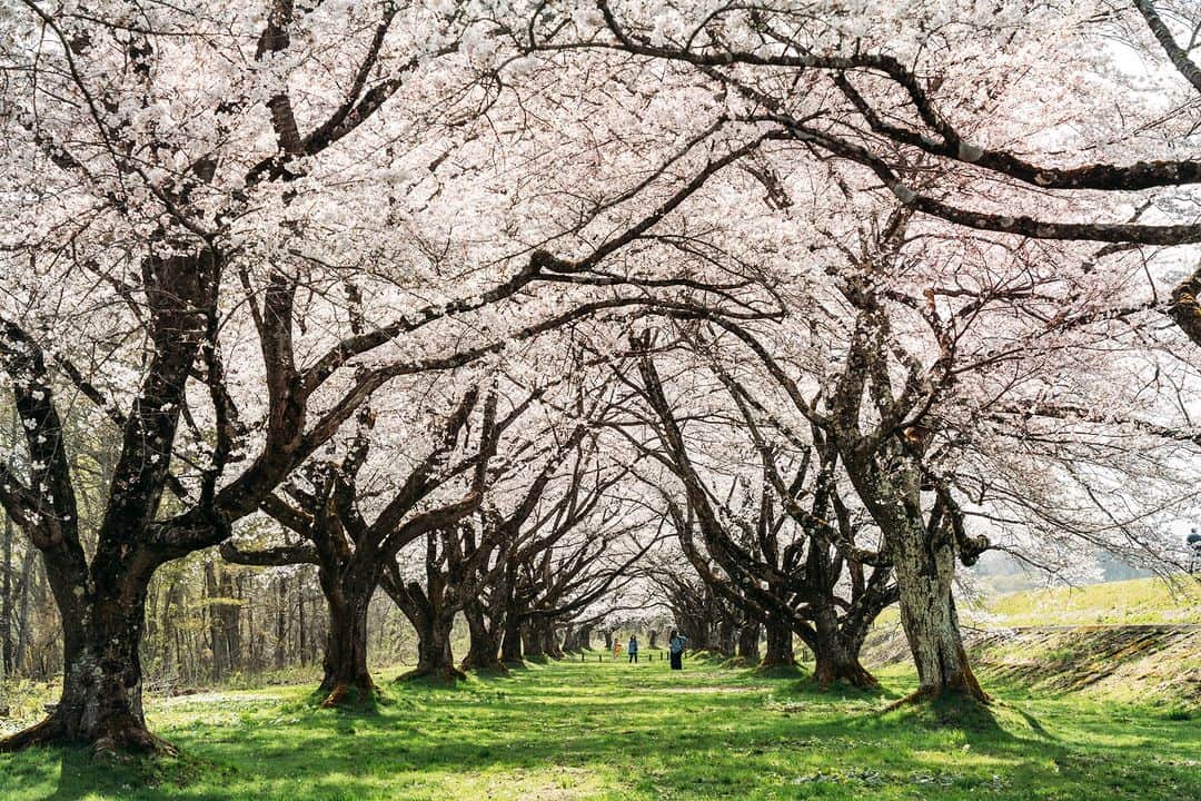 Grand Seiko Official instagramさんのインスタグラム写真 - (Grand Seiko Official instagramInstagram)「南北に延びる日本  南北に長い日本では、桜の咲く時期はところによって異なりますが、 おおむね卒業の時期や、新たな門出の時期と重なります。  人生の節目を飾る色彩は、人々の心に深く刻まれます  #グランドセイコー　#GrandSeiko  #AliveinTime」4月19日 19時00分 - grandseikojapan