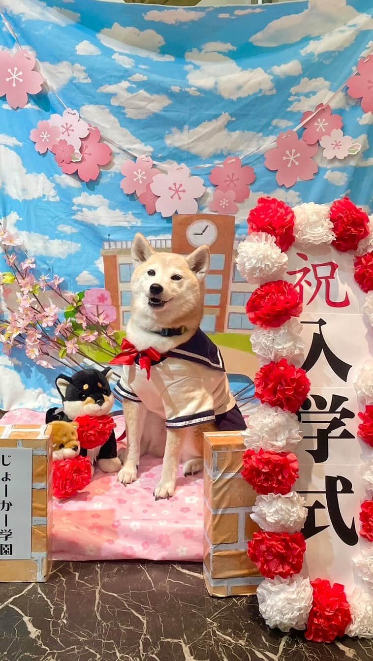 柴犬 けんしろう ゆりあのインスタグラム：「🌸🐶🏫🐶🌸  あたち、セーラー服似合うかな？😘❤️ . . 昨日、ジョーカー閉店ギリギリ滑り込みで ゆりあさんの中学校入学式、無事終わりました㊗️  立会人のまめたろうママ まろん姉さんありがとう🙏❤️  セーラー服はビキニにつづき まめたろうくんのお姉ちゃん すみれさんの借り物です🥰  #セーラー服 #入学式 #1年生 #柴犬 #shiba」