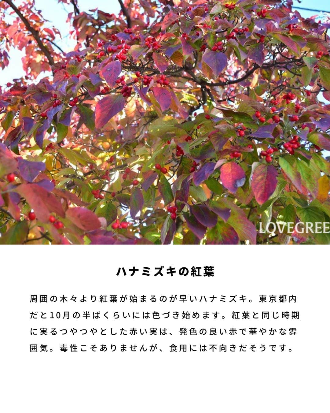 LOVEGREEN -植物と暮らしを豊かに。さんのインスタグラム写真 - (LOVEGREEN -植物と暮らしを豊かに。Instagram)「. ご紹介するのは「ハナミズキ」💐 . ハナミズキは、ミズキ科の落葉樹 花だけでなく、新緑、青葉、秋の赤い実や紅葉、樹形も美しいです🫰 . 一年を通して見どころ豊富で、シンボルツリーや庭木として人気です . #庭木 #シンボルツリー #ハナミズキ #花 #樹木 #花が好き #植物が好き #植物のある生活」4月19日 19時06分 - lovegreen_official