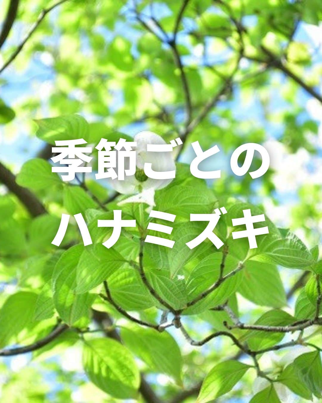 LOVEGREEN -植物と暮らしを豊かに。のインスタグラム：「. ご紹介するのは「ハナミズキ」💐 . ハナミズキは、ミズキ科の落葉樹 花だけでなく、新緑、青葉、秋の赤い実や紅葉、樹形も美しいです🫰 . 一年を通して見どころ豊富で、シンボルツリーや庭木として人気です . #庭木 #シンボルツリー #ハナミズキ #花 #樹木 #花が好き #植物が好き #植物のある生活」