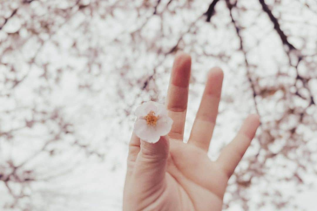 naorinmoonさんのインスタグラム写真 - (naorinmoonInstagram)「⁡ ⁡ ⁡ ⁡ ⁡ ⁡ ⁡ ⁡ ⁡ ⁡ ⁡ ことしも咲いたね  ⁡#sakura  #fujifilm #fujifilm_xseries #ifyouleave  #hellofrom #hokkaido #instagramjapan #ig_japan_ #still_life_nature #nowheredialy #still_life_mood  #reco_ig #nature_brilliance #minimalmood #oldlens #oldlens_japan #helios44_2 #helios  #ig_eternity #thinkverylittle #genic_mag  #moody_nature #ourmomentum #heart_imprint #桜」4月19日 19時29分 - naorinmoon