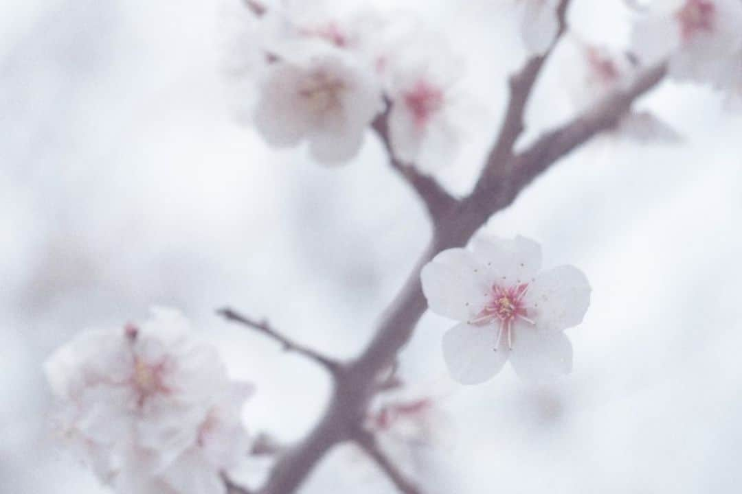 naorinmoonさんのインスタグラム写真 - (naorinmoonInstagram)「⁡ ⁡ ⁡ ⁡ ⁡ ⁡ ⁡ ⁡ ⁡ ⁡ ⁡ ことしも咲いたね  ⁡#sakura  #fujifilm #fujifilm_xseries #ifyouleave  #hellofrom #hokkaido #instagramjapan #ig_japan_ #still_life_nature #nowheredialy #still_life_mood  #reco_ig #nature_brilliance #minimalmood #oldlens #oldlens_japan #helios44_2 #helios  #ig_eternity #thinkverylittle #genic_mag  #moody_nature #ourmomentum #heart_imprint #桜」4月19日 19時29分 - naorinmoon