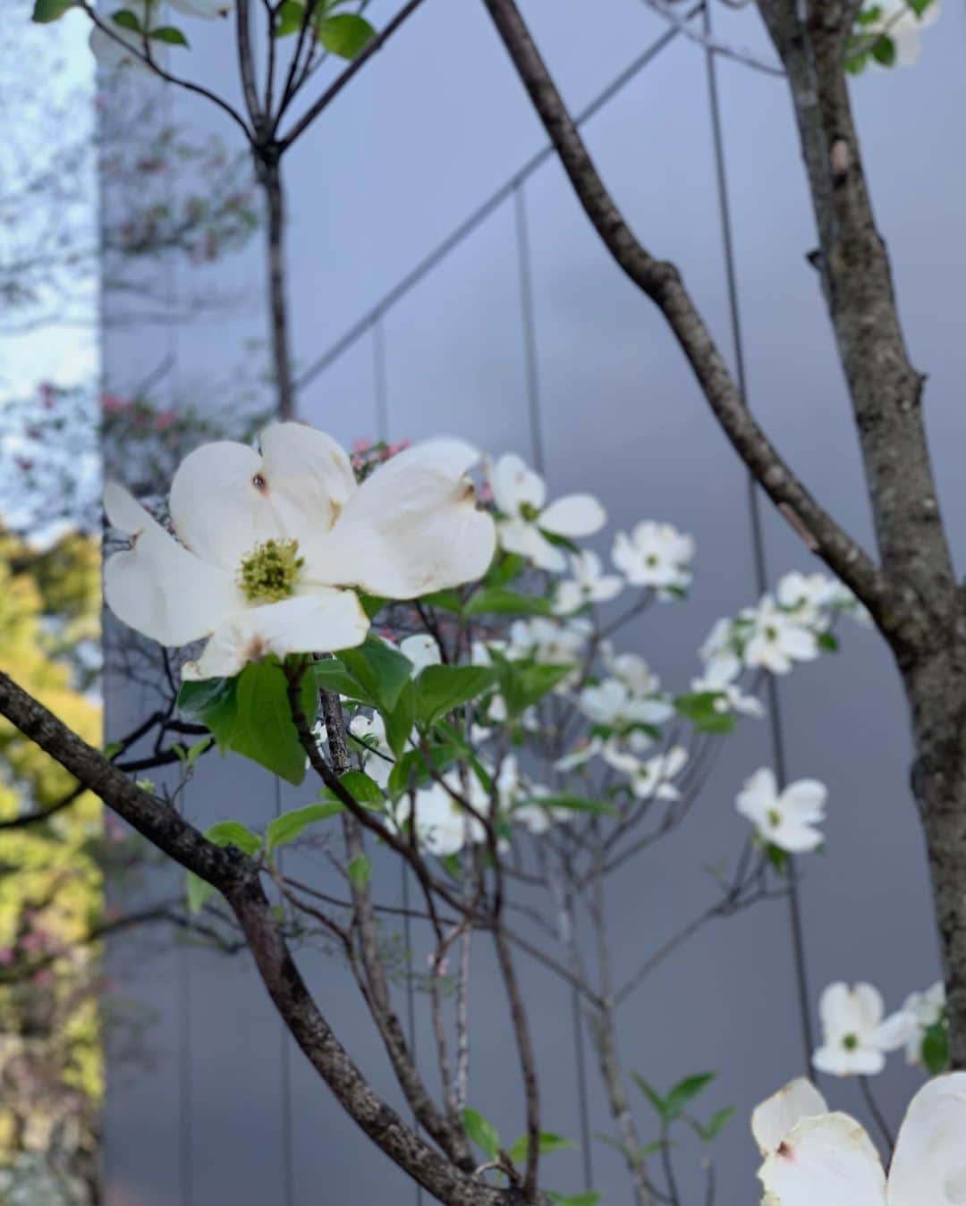 Shiho Sasakiのインスタグラム：「🌸 ゆっくり急がず歩いてみると 今まで見逃していたものを見つけられたりもする🔍」