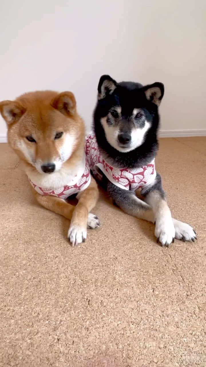 黒柴みくのインスタグラム