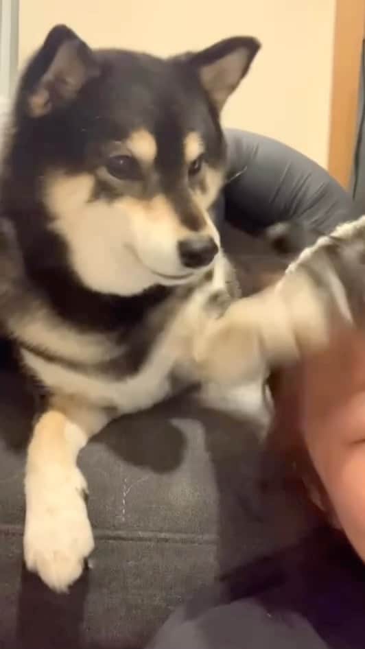 吾子のインスタグラム：「・ ・ ・ ・ ・ おねちゃん🐶💕あそぼっ ・ あそぼっあそぼっあそぼっあそぼっ🐶🐾💕 ・ パンチじゃないわん🐶💕 ・ ・ ・ ・ ・ ・ ・ ・ ・ ・ ・ ・ ・ ・ ・ ・ ・ ・ ・ ・ ・ ・ ・ ・ ・ ・ #そこに頭👧🏻があるから #髪巻き込みは無理ー🙅🏻‍♀️ #sapporo  ・ 北海道の柴犬 #柴北会 の皆ワン🐶お散歩ドロドロになるけどちゃんと足洗おうねー ・ #adorable #instadog#shibainu#dog#柴犬ライフ #instashiba#柴犬マニア #9gag #barked #kuroshiba#socute #cutedog#いぬのきもち #黒柴 #dogstagram_japan」