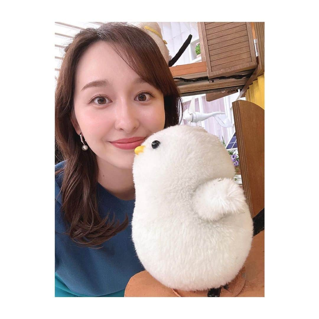 宇賀神メグさんのインスタグラム写真 - (宇賀神メグInstagram)「🐥  . .  いつもとは違う角度で。 シマエナガちゃんが凛々しく見えませんか？✨  #ヨコエナガ #シマエナガちゃん #thetime_tbs」4月19日 19時49分 - ugajin_megu