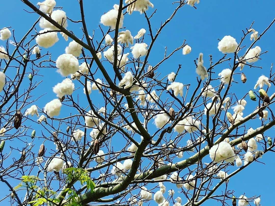 長嶺花菜のインスタグラム