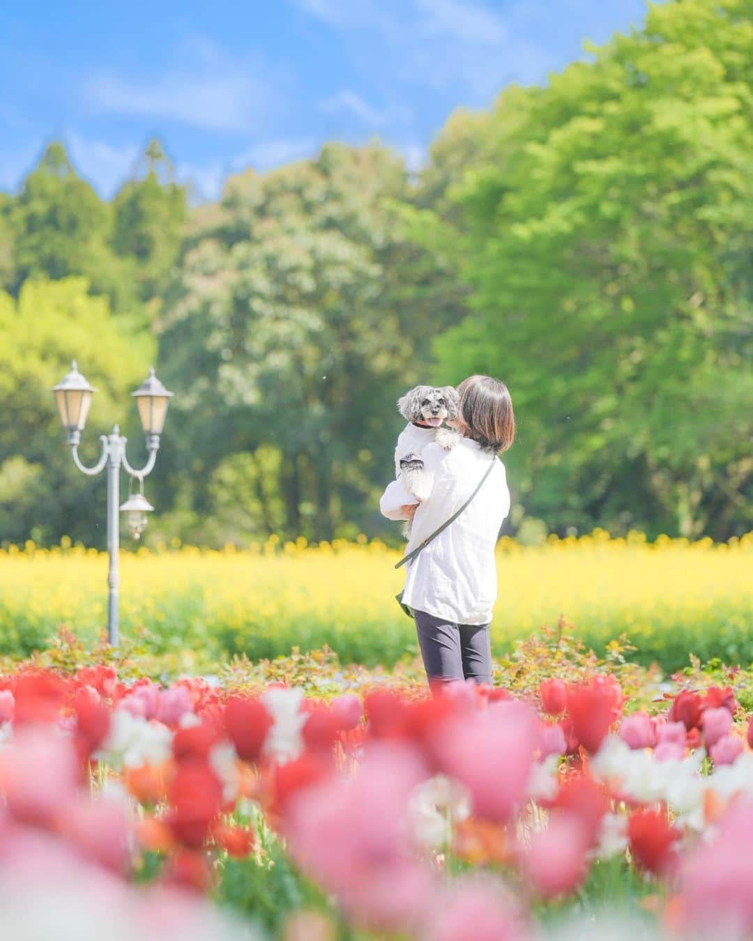 中野区在住のミニシュナのInstagramのインスタグラム