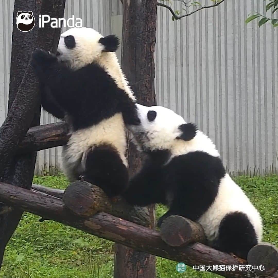 のインスタグラム：「Let's have a competition! Which is stronger, my sharp teeth or your thick fur? (Bao Bao/Johnson & Dou Dou/Johnnie) 🦷🦷 🐼 🐼 🐼 #Panda #iPanda #Cute #HiPanda #CCRCGP #PandaTime  For more panda information, please check out: http://en.ipanda.com」