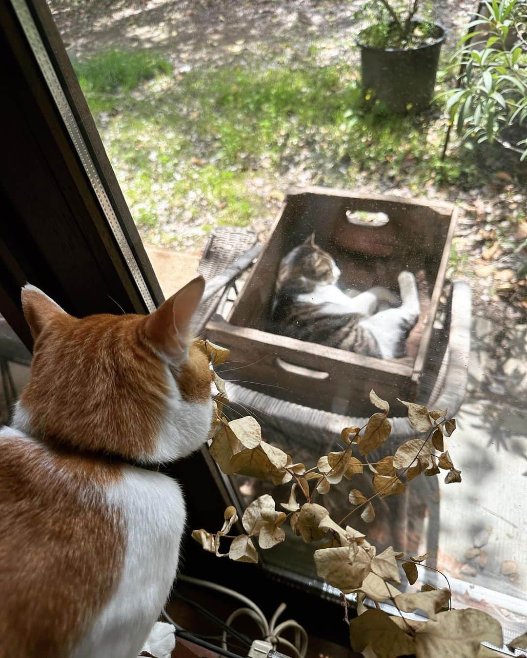 唐津裕美さんのインスタグラム写真 - (唐津裕美Instagram)「庭に置いた箱の中で日向ぼっこしながら寝てる外猫ウサギが気になる、元外猫ボスのたまぞう。  今ではすっかり落ち着いて、外猫たちを見ても 「おーーい！」 「出せーーー！💢」 「オレも外に出るーー！！💢」 と鳴いたり暴れたりはしないよ。  #すっかり家ネコ #保護してから1年くらいは大暴れで大変だった元野良猫ボスたまぞう #たまぞうの仕業  #玉造 #たまつくりと書いてたまぞうと読む  #外猫ウサギ #繰り上がりボスのウサギ #玉造がお家猫になったので繰り上がってボスになった #ぴょんぴょん飛びながら走る姿がウサギそっくりなんで〝ウサギ〟と読んでいる #顔はメインクーン的な  #trucknest #truck保護猫保護犬  #ペットショップにいくまえに  #地域猫  #サクラ猫 #truck不幸なワンニャンがいなくなりますように🐈 #猫 #野良猫」4月19日 20時10分 - h_i_r_i_n_k_o
