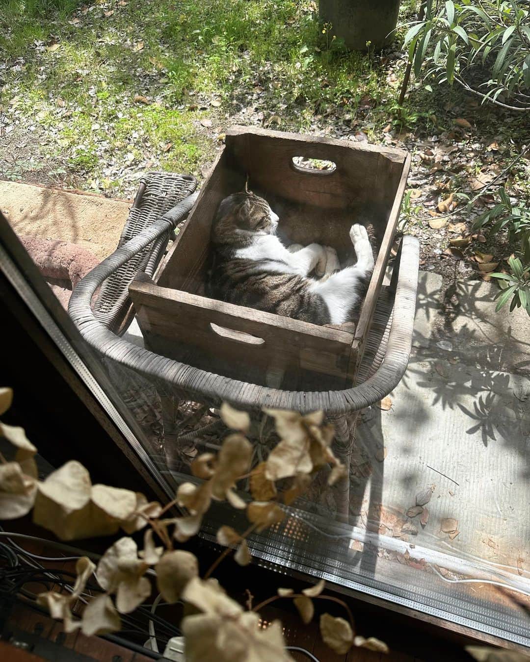 唐津裕美さんのインスタグラム写真 - (唐津裕美Instagram)「庭に置いた箱の中で日向ぼっこしながら寝てる外猫ウサギが気になる、元外猫ボスのたまぞう。  今ではすっかり落ち着いて、外猫たちを見ても 「おーーい！」 「出せーーー！💢」 「オレも外に出るーー！！💢」 と鳴いたり暴れたりはしないよ。  #すっかり家ネコ #保護してから1年くらいは大暴れで大変だった元野良猫ボスたまぞう #たまぞうの仕業  #玉造 #たまつくりと書いてたまぞうと読む  #外猫ウサギ #繰り上がりボスのウサギ #玉造がお家猫になったので繰り上がってボスになった #ぴょんぴょん飛びながら走る姿がウサギそっくりなんで〝ウサギ〟と読んでいる #顔はメインクーン的な  #trucknest #truck保護猫保護犬  #ペットショップにいくまえに  #地域猫  #サクラ猫 #truck不幸なワンニャンがいなくなりますように🐈 #猫 #野良猫」4月19日 20時10分 - h_i_r_i_n_k_o