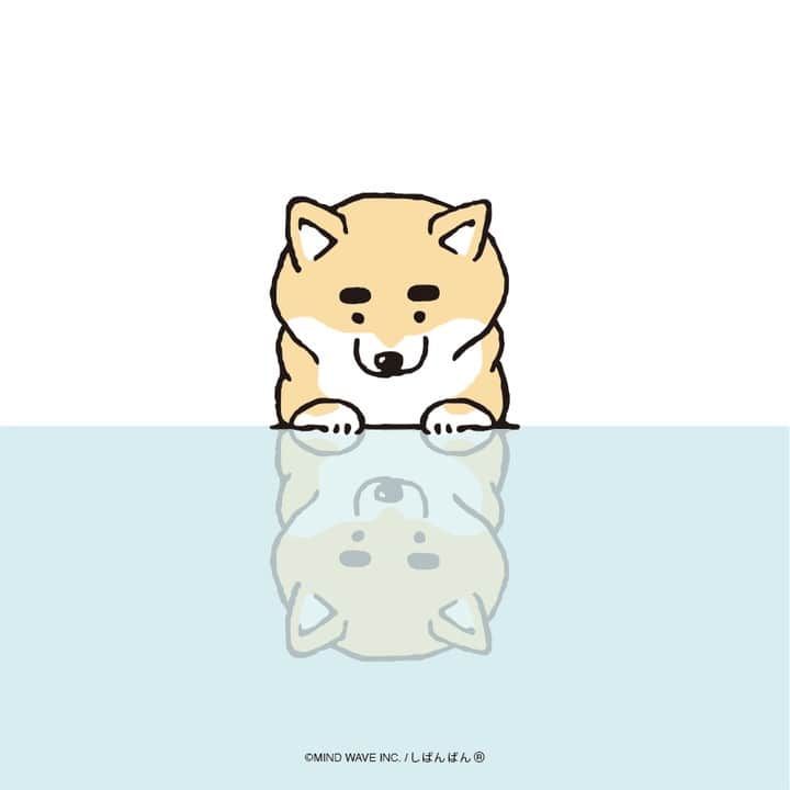オオゴシヤステルのインスタグラム：「#今日のしばんばん   おまえ  また ご主人に  まゆげ  書かれてるぞ  #水面に映るしばんばんに話しかけるしばんばん   #しばんばん #shibanban #むちころばんばん #muchicorobanban #微笑柴犬 #マインドウェイブ #mindwave #オオゴシヤステル #柴犬 #しばいぬ #sibainu #イラスト #まゆげ #太眉」