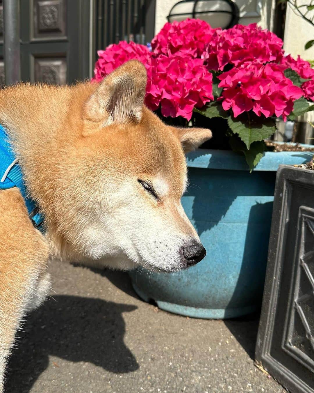まる（まるたろう）のインスタグラム：「見て！もうアジサイ見つけたの〜🐶😆 #シュゲーだろ #まるの嗅覚で見つけたんだよ #ゴリさんはバナナばっかり探してる #綺麗な色だよね #葵いアジサイも大好き #アジパト2023 #まるお花博士になりたいの」