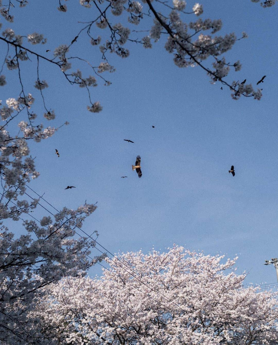 山口功貴さんのインスタグラム写真 - (山口功貴Instagram)「Went on a day trip to explore Oki island. Didn’t have too high of an expectation but since tourists don’t go there we thought it was worth a shot💡 We ended up loving this island and everything it had to offer. It felt like we went back in time🌸  w/ @wrenji @nao_ik   #沖島 #okiislands」4月19日 20時08分 - kohki