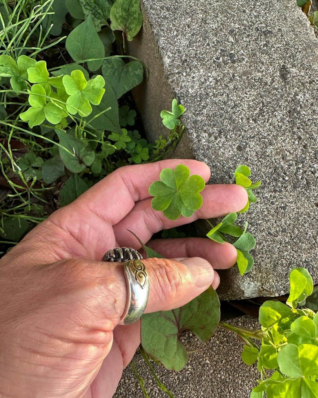 宇梶剛士さんのインスタグラム写真 - (宇梶剛士Instagram)「仕事を終えてぎりぎり明るいうちに帰って来られたので、後輩竹田が営んでいる焼き鳥栗太郎に来た。朝から動いていたので深く呑める自信がなくて地元の友にも連絡しないで🍺やっている。中学1年から一人暮らしをして、その頃から大人になるまで、なってもずっと、叱られたり励まされたり黙ってただいさせててくれたりした、焼き鳥屋の柴さんの親父さんに弟子入りして教わった白い煮込みを栗太郎は受け継いでいる。もちろん♪焼き鳥のタレも。 今年でおばさんが亡くなって10年。おじさんも2年後に亡くなったけれど、白い煮込みを食べながら、しばし在りし日を想ってみたりして。 美味しい焼き鳥をパチリしよ♪とか思ってきたのに気づいたら食べちゃってた〜。 あと、母親が話している🎥「大地よ〜アイヌとして生きる〜」の記事が送られてきたので載せてみたり…ナレーション担当しております。 家の裏で🍀も見つけちゃった😊  #焼き鳥屋 #柴さん #栗太郎 #大地よ〜アイヌとして生きる〜 #四つ葉」4月19日 20時08分 - ukajiii