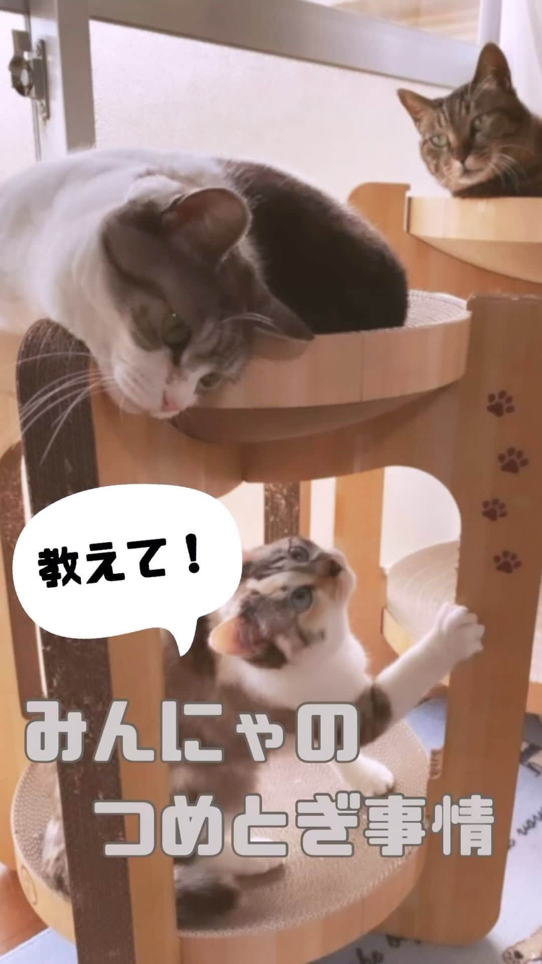 猫壱（ねこいち•ネコイチ）のインスタグラム