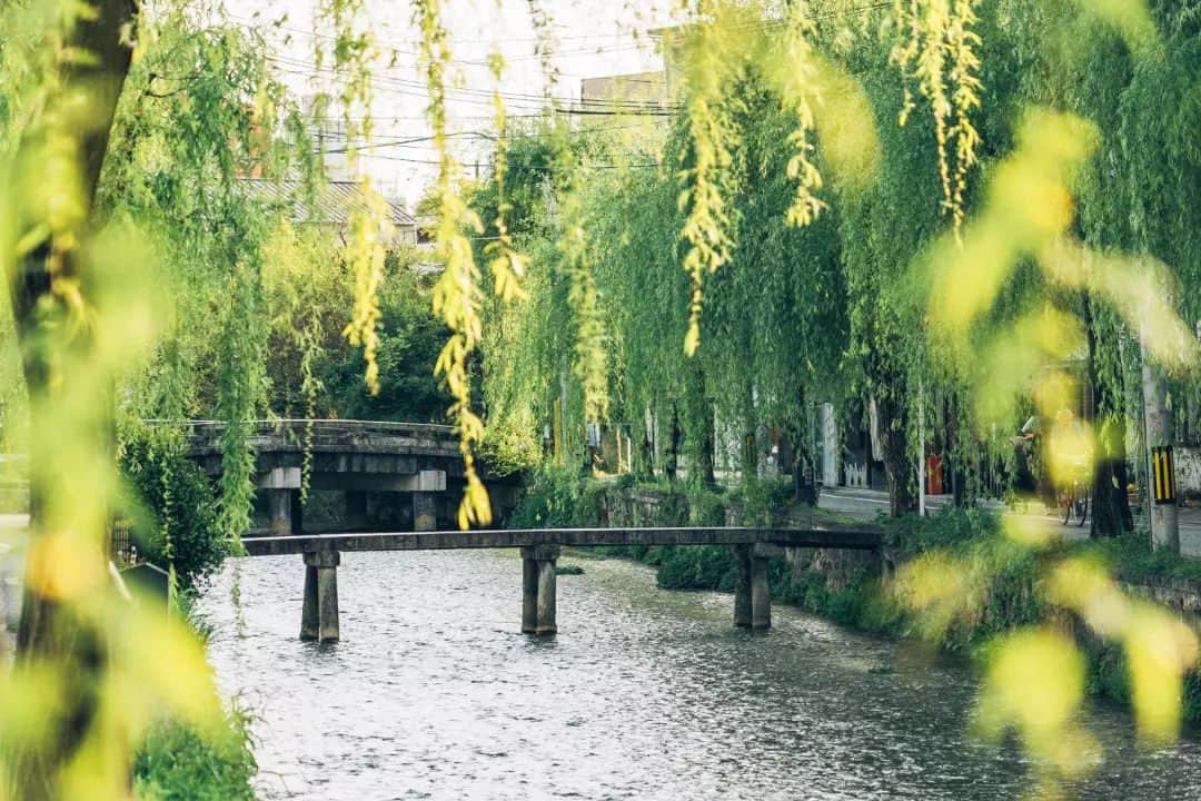 京都いいとこフォトさんのインスタグラム写真 - (京都いいとこフォトInstagram)「. 一本橋が架かる白川に、 爽やかな新緑の柳がゆれていました。 . On the Shirakawa River with a single bridge, The fresh green willow trees were swaying. . . . Date : 2023.4.11 Location : #白川一本橋 #ShirakawaIpponbashi Photo : @hino0117 .」4月19日 20時15分 - kyoto_iitoko