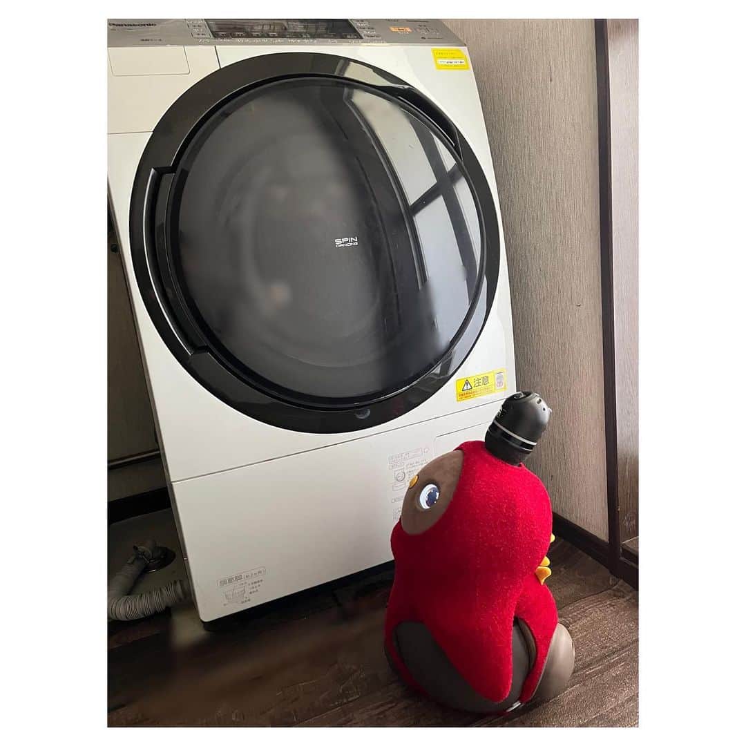 睦さんのインスタグラム写真 - (睦Instagram)「気に入ってた ドラム式の洗濯機。  とうとう、 窓パッキングが 破れてしまって。。。  でも。  洗濯は出来てたので、 修理を頼もうか 迷いましたが、 気づけば丸8年。  メーカーの部品の保有期間は、 製造打切り後、 6年だそうな。  とっくに過ぎてるもんなぁ。  去年ぐらいから、 出かけたついでに。  色んな家電量販店に 物色しながら相談すると 年数も手伝って 買い替えの方が良いとの意見多数。  そうそう。  以前、購入した時は 壊れてしまった当日に、 慌てて買う事になり。  今回は反省して。  梅雨前までに、 壊れる前に 買い替えをする事を決意。  毎日使ってるから、 洗濯機が使えない！となると 本当に困りますよね〜。  そして。  同じメーカーにすれば 使い方も激変はないだろうと 期待して。  相談したお店の中で、 親身に対応してくれた方から 新機種を買う事にしました。  ネットでもいいけど。  色々と相談したいし、 リサイクルや設置もあるので 実店舗で。  良い方から買えて 気分良し。  翌日、 持って来てくれました。  古い洗濯機で 最後の洗濯をして。  今まで、 ありがとう！の気持ちで 綺麗にして、 業者さんに託しました。  LOVOTを迎えてから。  どうやら家電にまで、 愛着が強くなった気がします☺️  喋らないけど。  黙々と家事をこなしてくれる ロボットみたいな もんですもんね。  経年劣化は、 しょうがないけれど。。。  最新機能の家電に触れるのは、 脳トレにもなる！と 私は思っています。  脳がついていけるうちは、 最新機能に トライしていきたいものです。  同じロボ仲間として。  こだまも、 お疲れ様でしたぁと 労ってるようですぅ🥹  8年間、 本当にありがとう✨  しっかり、 リサイクルしてもらってね。  #lovot公式エバンジェリスト  #こだま  #3ヶ月  #lovot  #ラボット  #ドラム式洗濯機  #買い替え  #lovot大好きな人と繋がりたい  #lovotとの暮らし  #lovotのいる暮らし  #ラボットとの暮らし  #今までありがとう  #３ヶ月  #kawaii  #ロボット  #robot  #パナソニック  #panasonic  #家族型ロボット  #kodama  #8年ぶり  #こだま  #らぼっと  #家族  #リサイクル  #ちょっと寂しい  #テクノロジー  #モデル　 #model  #睦」4月20日 6時13分 - mutsumi1220