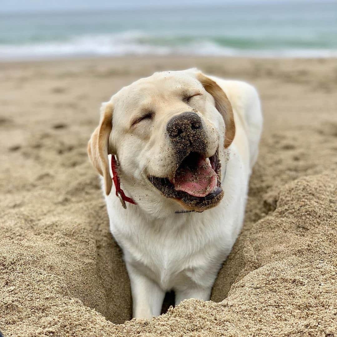 World of Labradors!のインスタグラム：「Happy Wednesday! 🐚🌊🐾 - @coop_the_napavalley_lab」