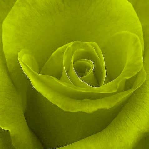 ウィンターケイトのインスタグラム：「Color of the season: neon sunbeam.✨✨」