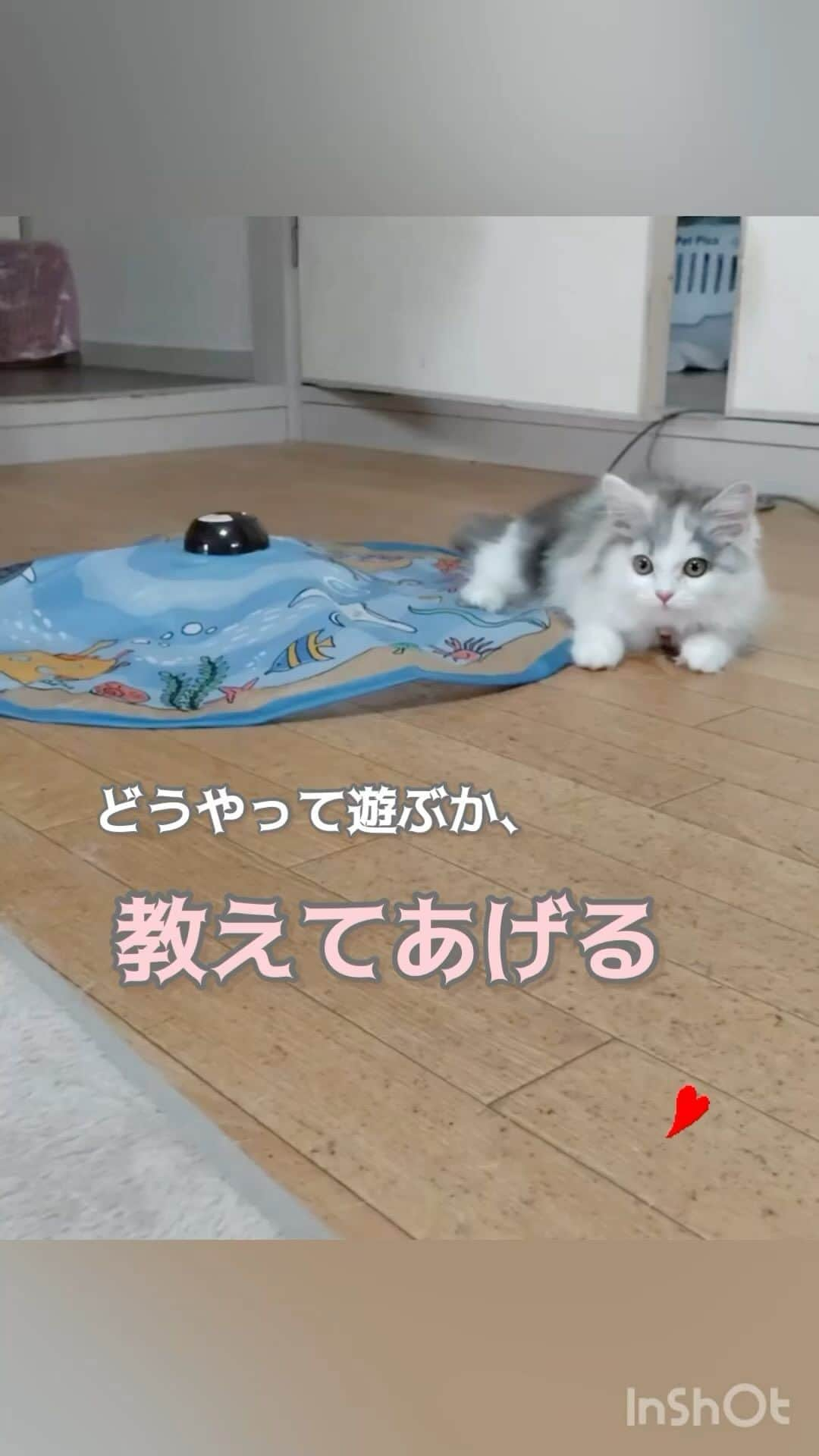 猫壱（ねこいち•ネコイチ）のインスタグラム