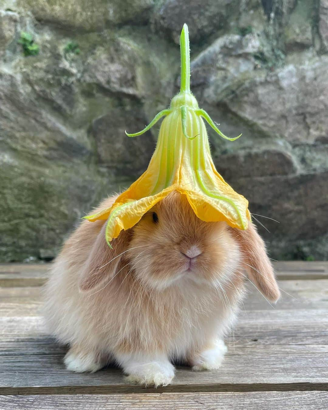 バウム ウンド ヘルガーデンさんのインスタグラム写真 - (バウム ウンド ヘルガーデンInstagram)「Nature's favourite accessory 💐  Photo credit: @black.forest.lops  #BaumFamily #BaumundPferdgarten」4月20日 7時00分 - baumundpferdgarten