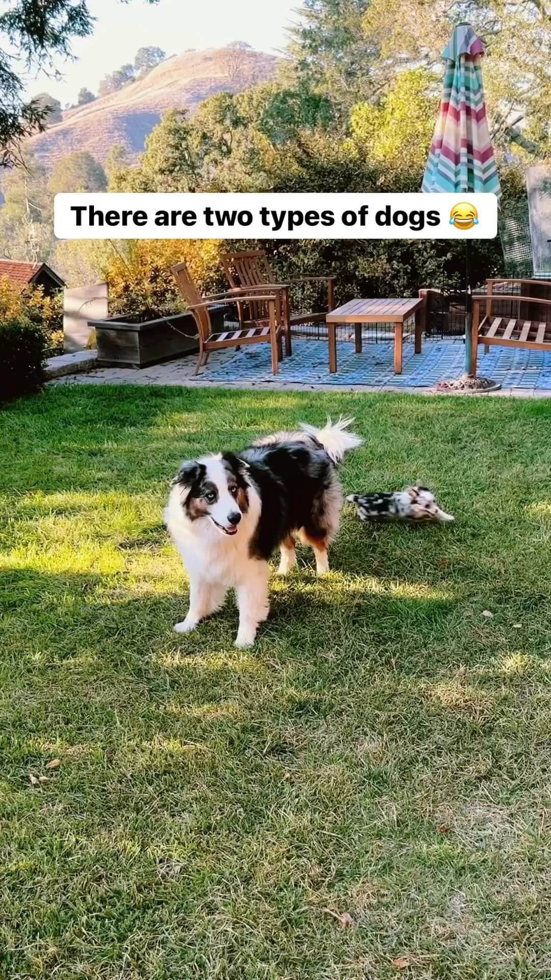 animalsのインスタグラム：「@thegeronimoshow showing us that there are definitely two types of dogs 😂 Which type of dog is your dog!? 😅 . Video by: @thegeronimoshow」