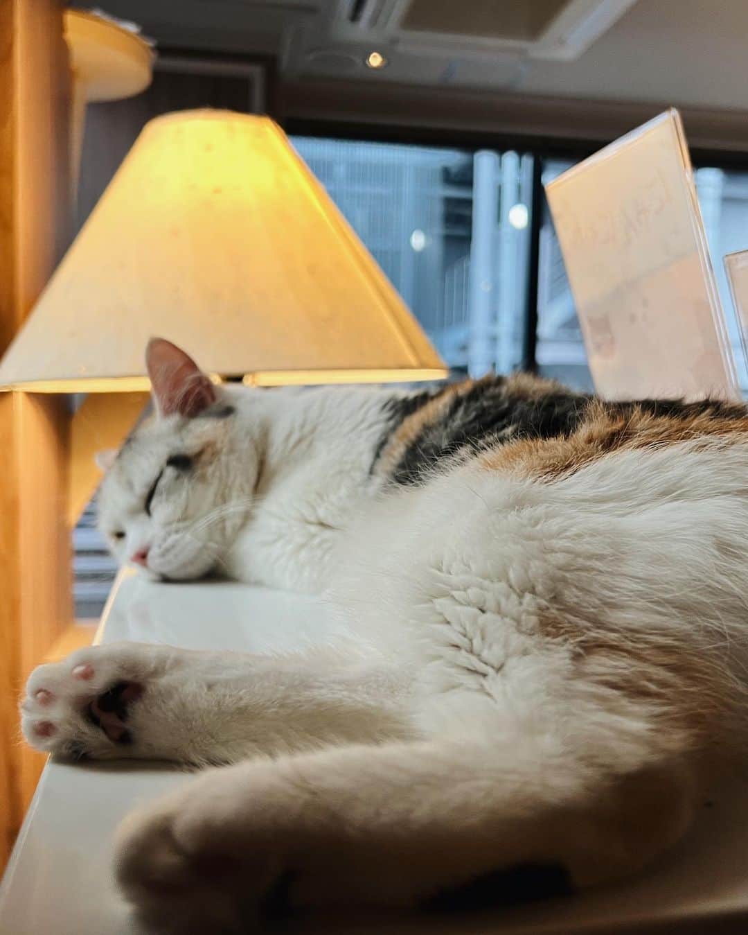 茜さやさんのインスタグラム写真 - (茜さやInstagram)「もふもふ不足で渋谷にある猫カフェへ！🐈🐈‍⬛💓  今まで行った猫カフェの中で1番綺麗…映える写真が撮れるインテリアや照明でとってもかわいい空間だった🐈💕  シャリシャリの猫型のアイス？がとっても好きみたいでシャリシャリ音を立ててちまちま食べる姿がすごく可愛かった…🥲💓  一眼レフも練習中なので今度は一眼レフを持って遊びに行ってみよう！  ちなみに充電場所もあるので、リモートワークをされてる方もいて猫を見ながらお仕事なんて最高だな…となりました🤤💓  猫って癒されてパワー湧くよね…！  PR @catcafemocha #東京猫カフェ #癒されスポット #ねこのいるカフェ #渋谷カフェ #猫カフェmocha #猫カフェmocha渋谷センター街店 #渋谷猫カフェ #猫カフェモカ　#cat #catcafe #shibuya #tokyotrip」4月19日 22時22分 - saya.akane