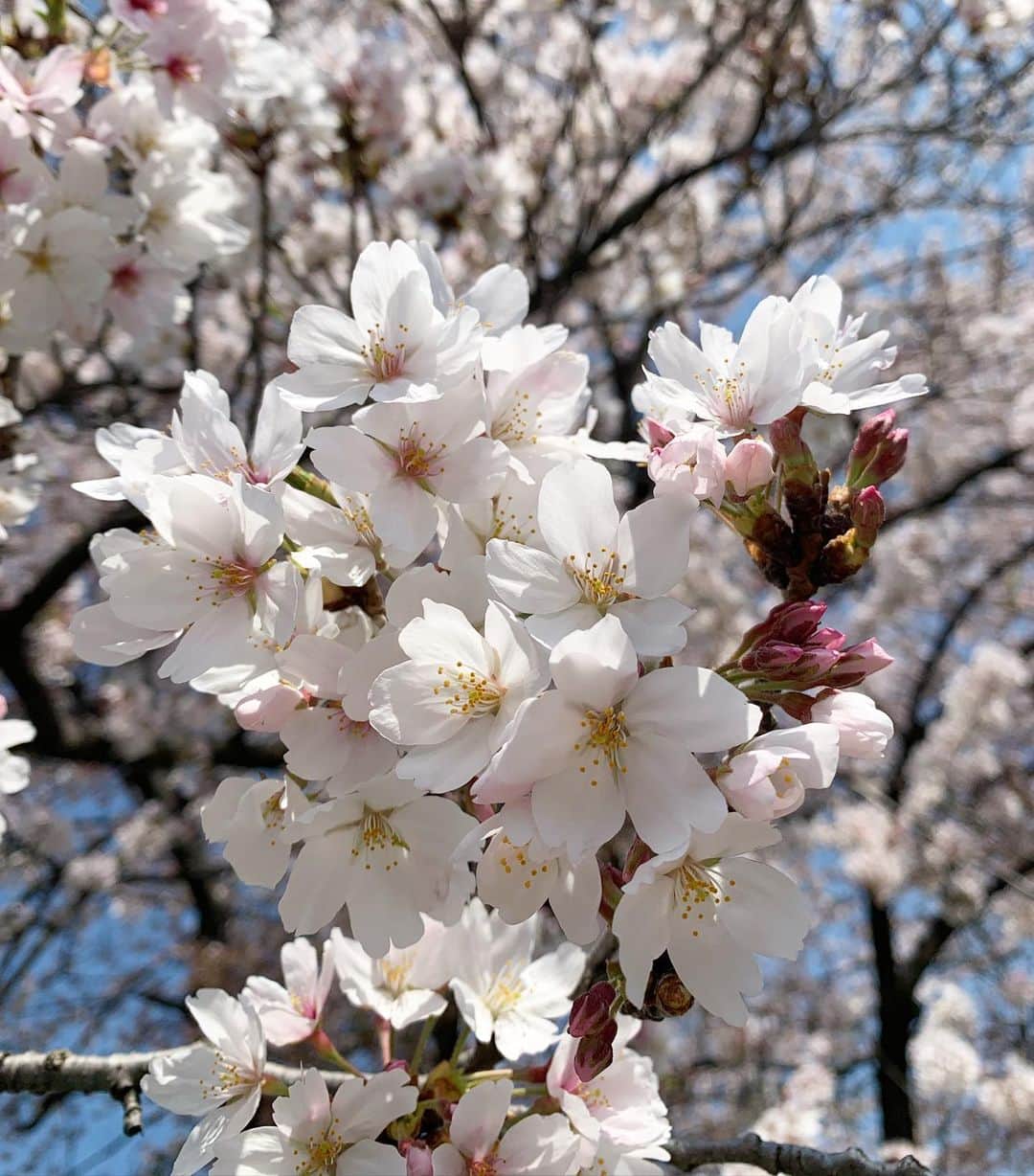 MIHOさんのインスタグラム写真 - (MIHOInstagram)「いちばん好きなお花🕊🌸」4月19日 22時37分 - miho61r