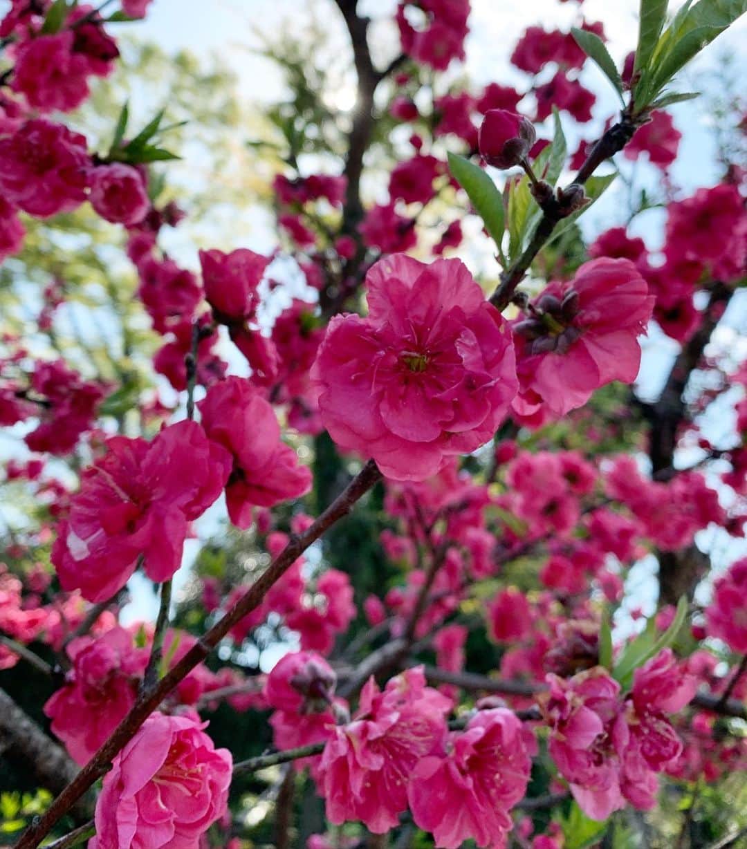 MIHOさんのインスタグラム写真 - (MIHOInstagram)「いちばん好きなお花🕊🌸」4月19日 22時37分 - miho61r